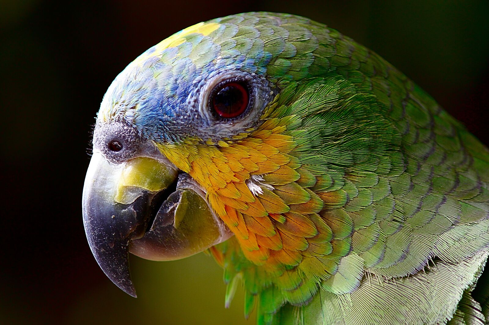 Canon EOS 60D sample photo. Parrot, macaw, bird photography