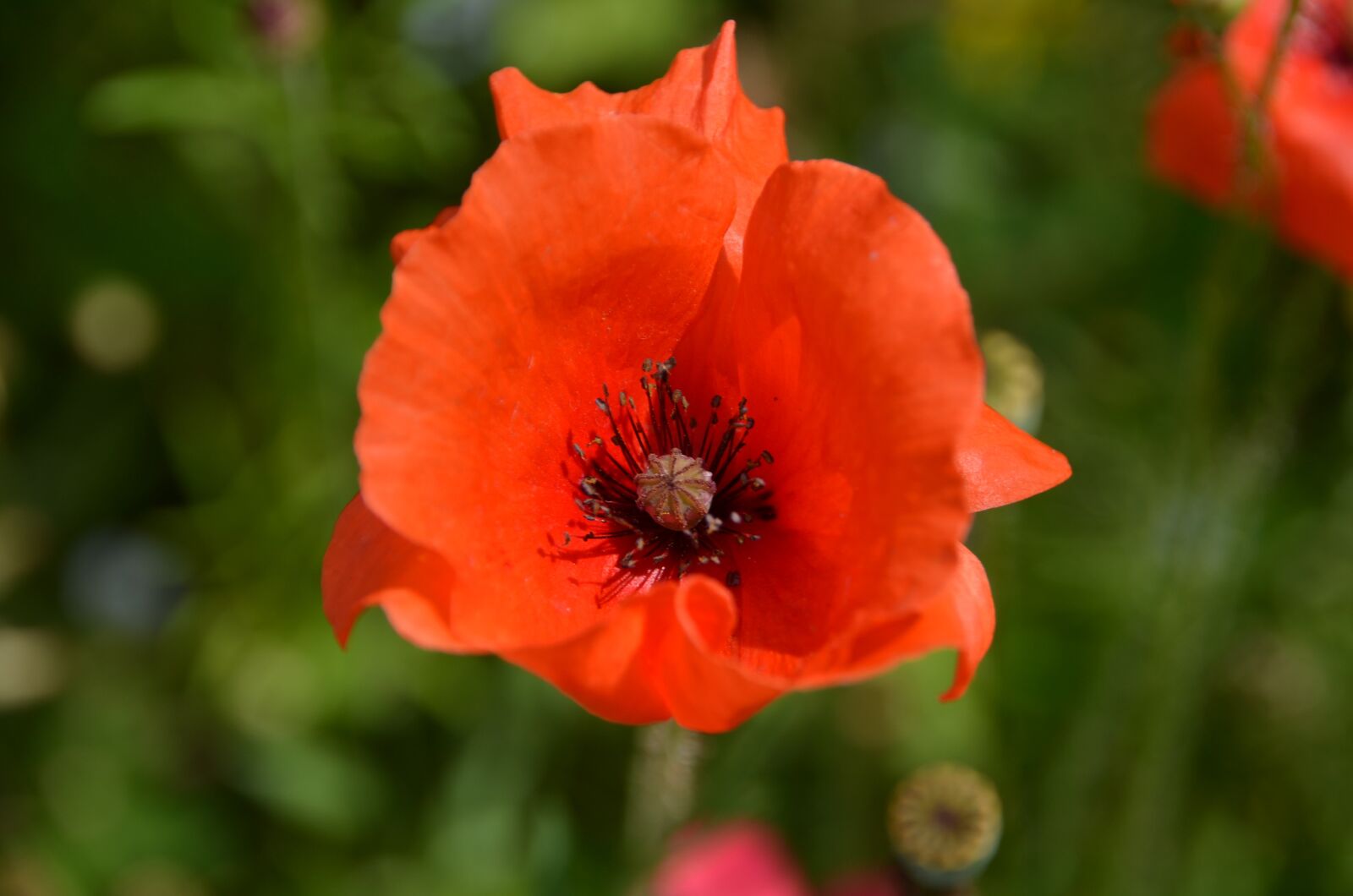 Nikon D5100 sample photo. Poppy, red, red poppy photography