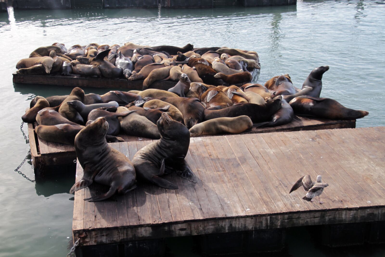 Canon EOS 7D sample photo. Sea lions, animals, seal photography