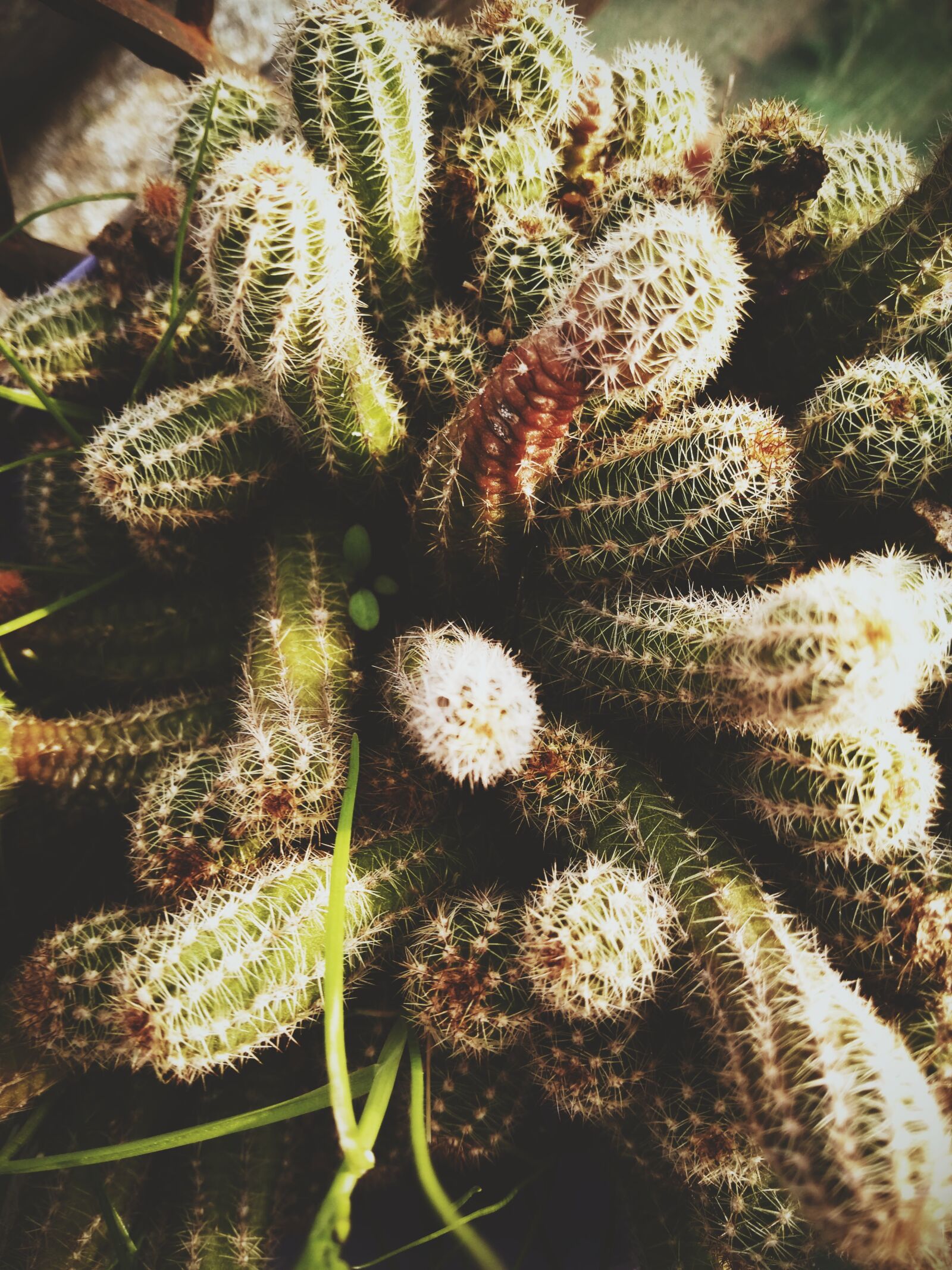 Motorola Moto G (5th Gen) sample photo. Cactus, green, nature photography
