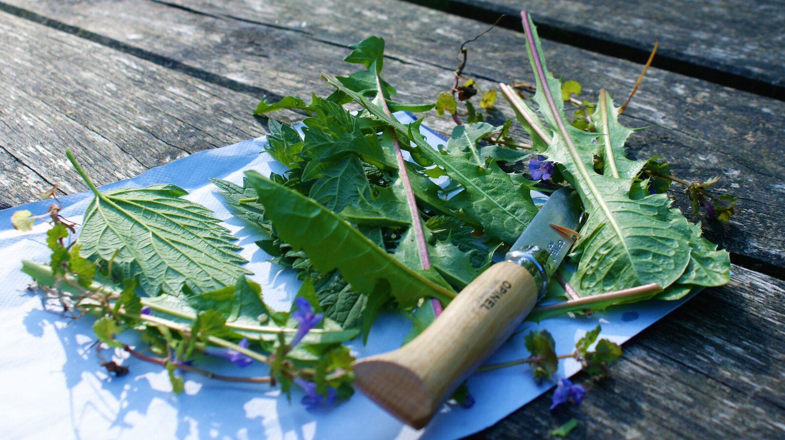 Sony Alpha DSLR-A350 sample photo. Cutting knife, herbs, leaves photography
