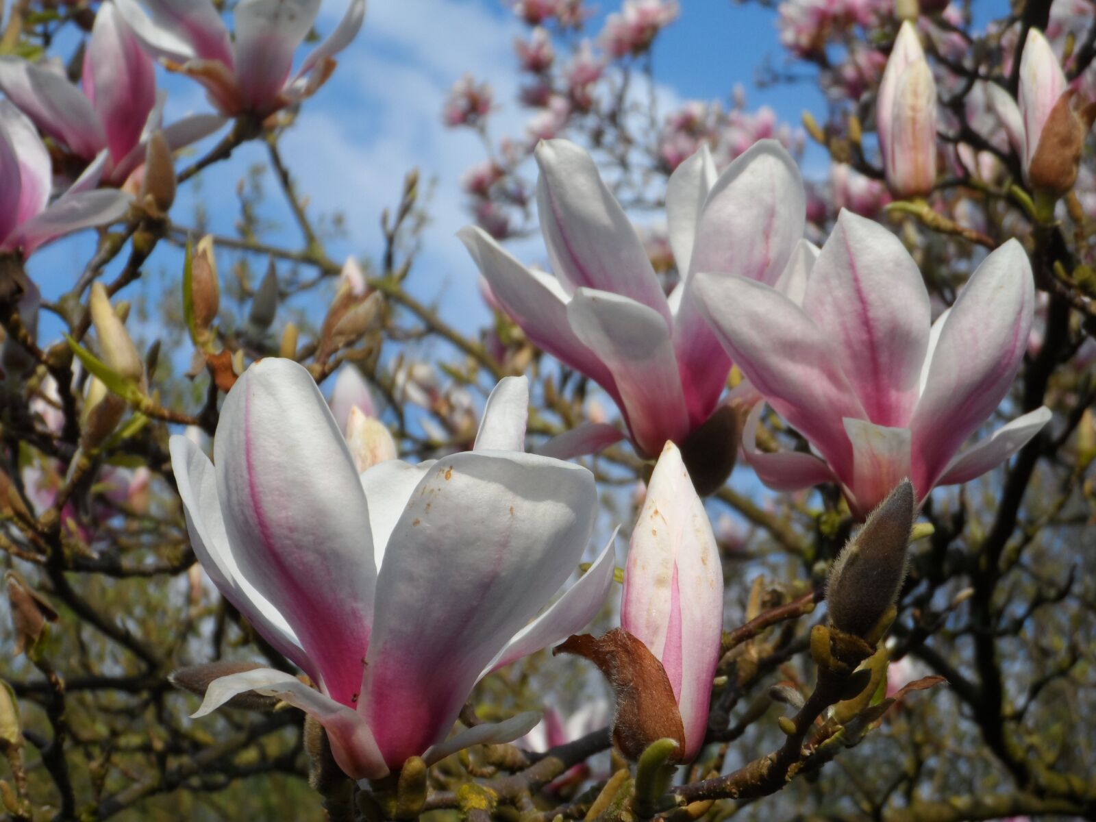 Samsung WB150 / WB150F / WB152 / WB152F / WB151 / WB151F / WB140 sample photo. Magnolia, spring, bloom photography