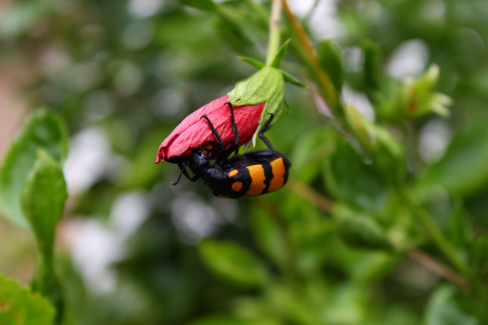 Canon EOS 700D (EOS Rebel T5i / EOS Kiss X7i) sample photo. Flower, eater, nature, photography photography
