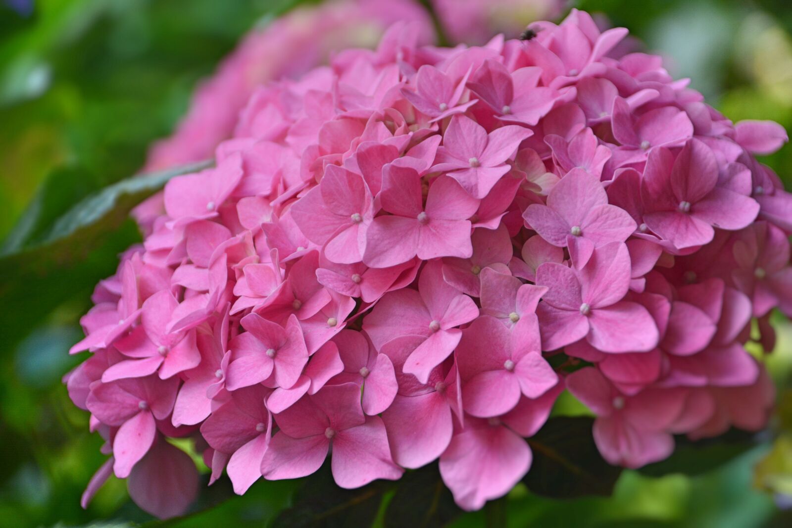 Nikon D5200 sample photo. Flower, hydrangea, pink hydrangea photography