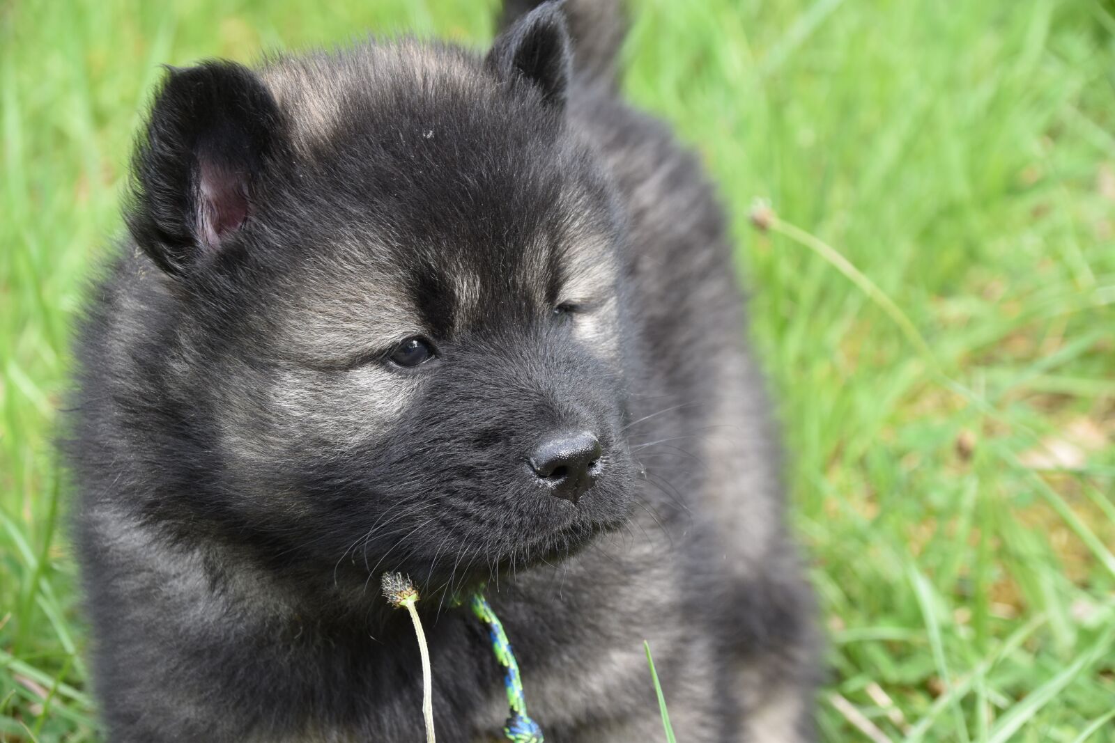 Nikon D5600 sample photo. Dog, puppy, young dog photography