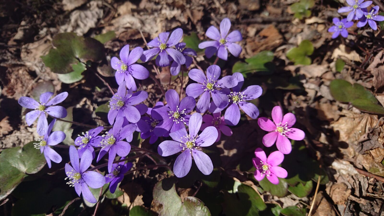 Sony Xperia Z5 Compact sample photo. Liverwort, spring flowers, our photography