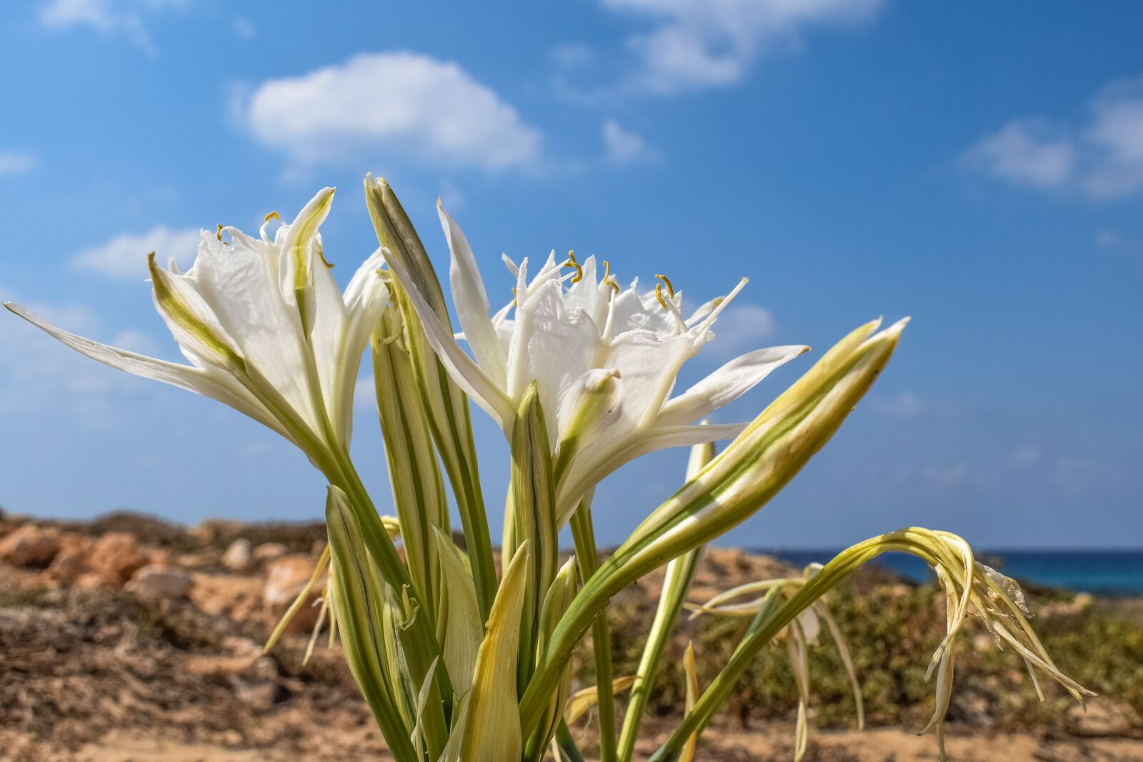 Nikon D3300 sample photo. Pancratium maritimum, lily, flower photography