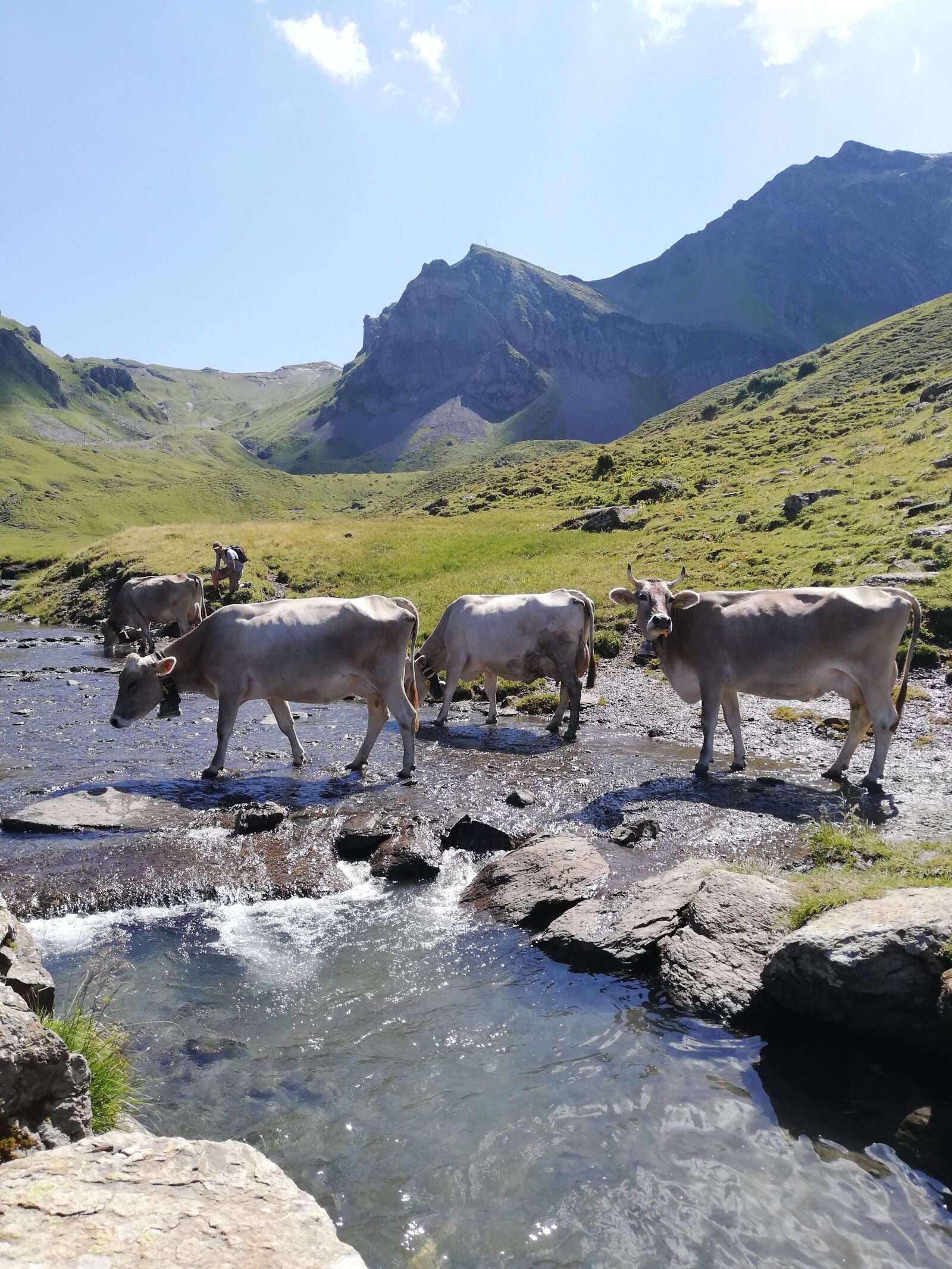 HUAWEI P20 lite sample photo. Cow, mountains, switzerland photography