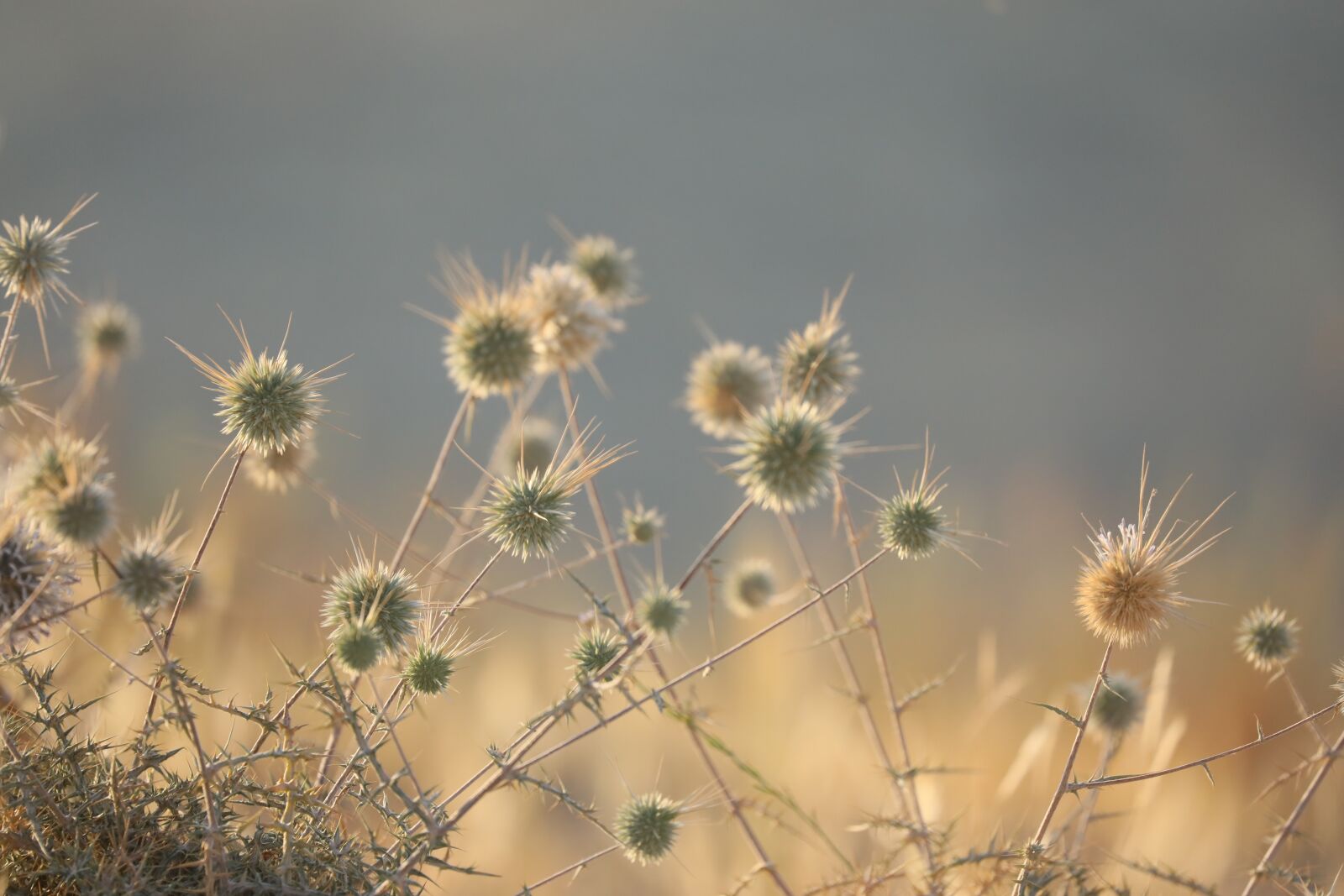 Canon EOS 5D Mark IV sample photo. Tree, grass, landscape photography