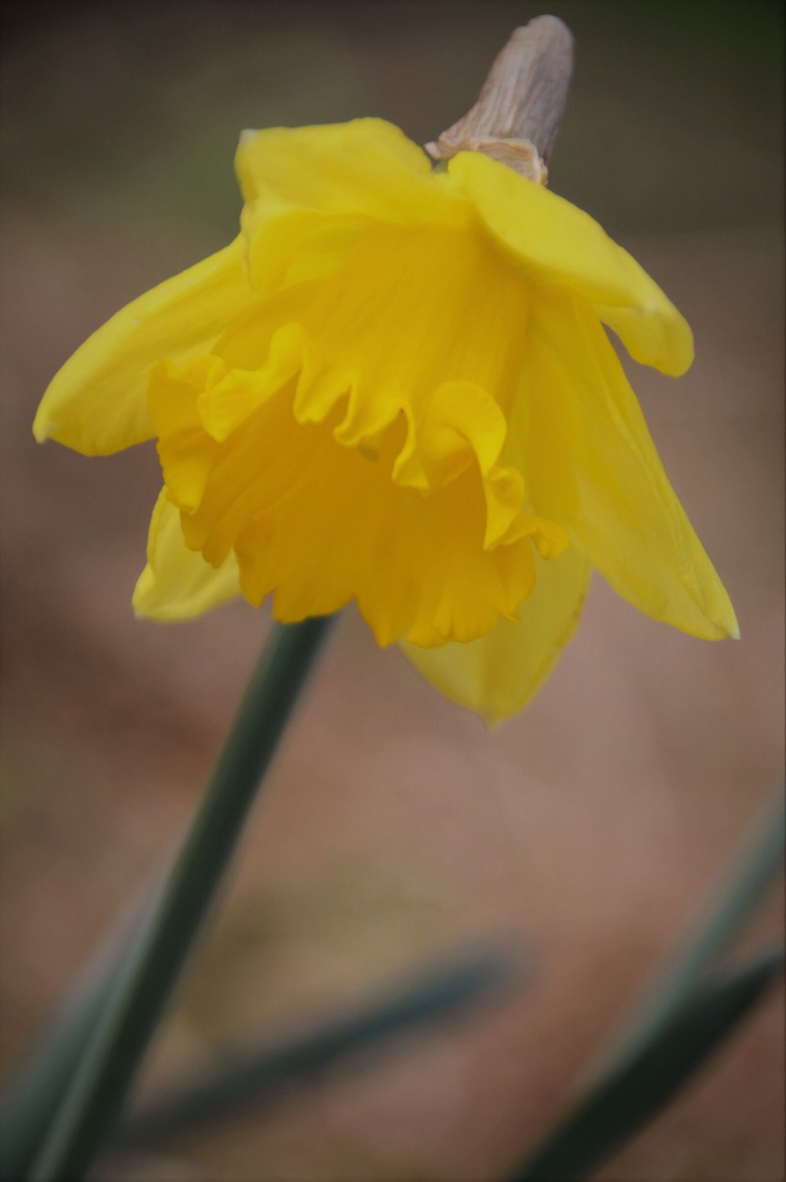 Nikon D3200 sample photo. Daffodil, flower, narcissus photography