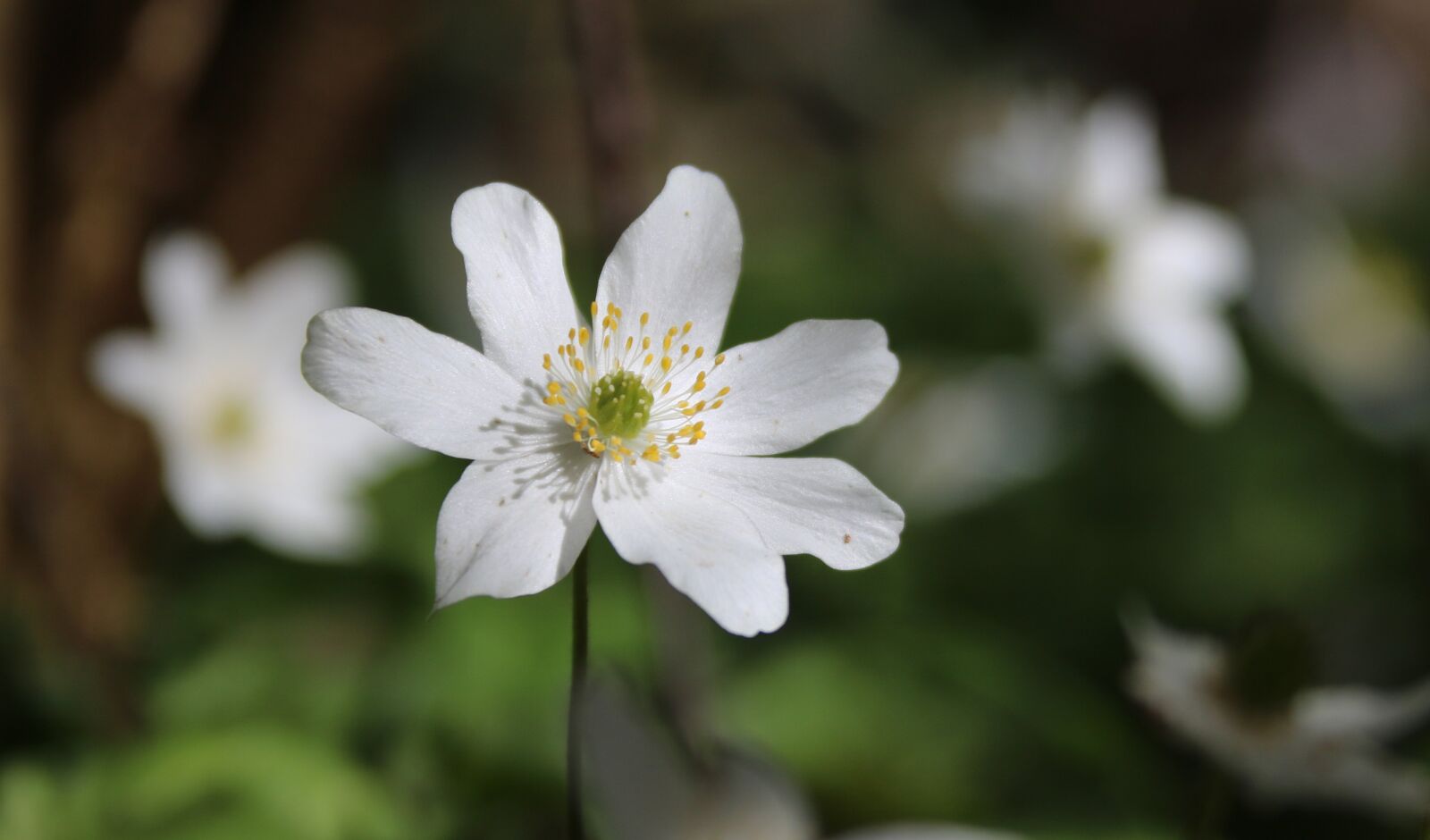 Canon EF 28-135mm F3.5-5.6 IS USM sample photo. Flowers, white, yellow photography