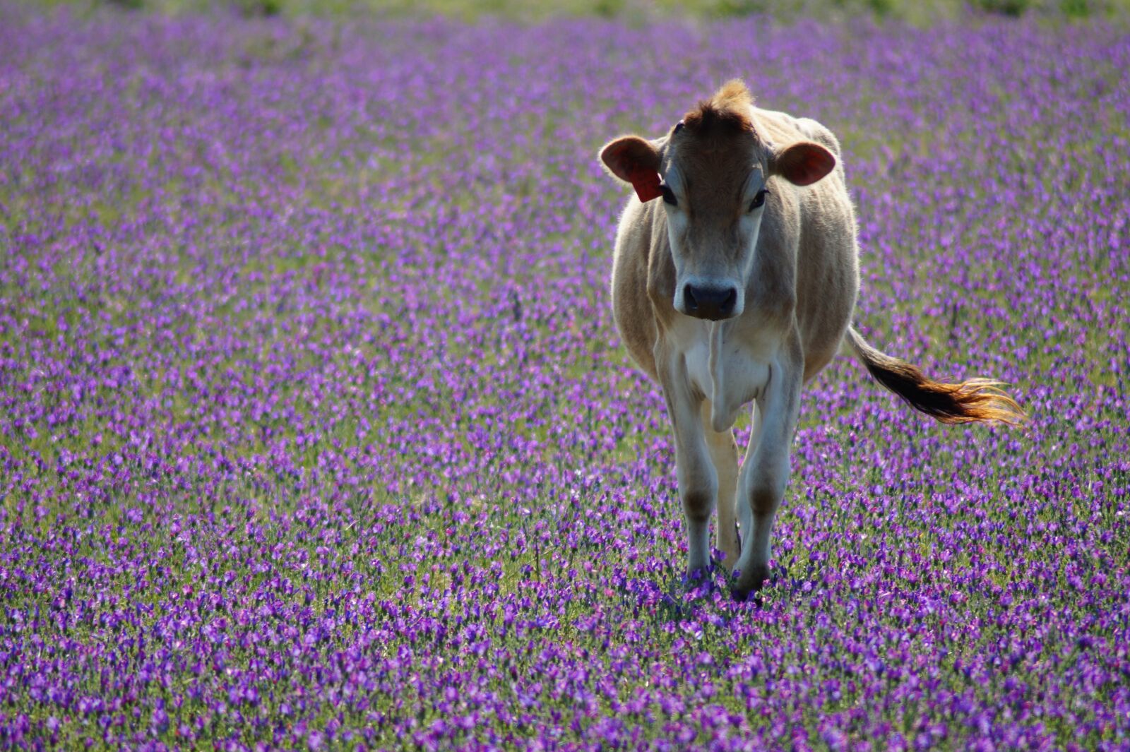 Sony SLT-A58 sample photo. Cow, flowers, pasture photography
