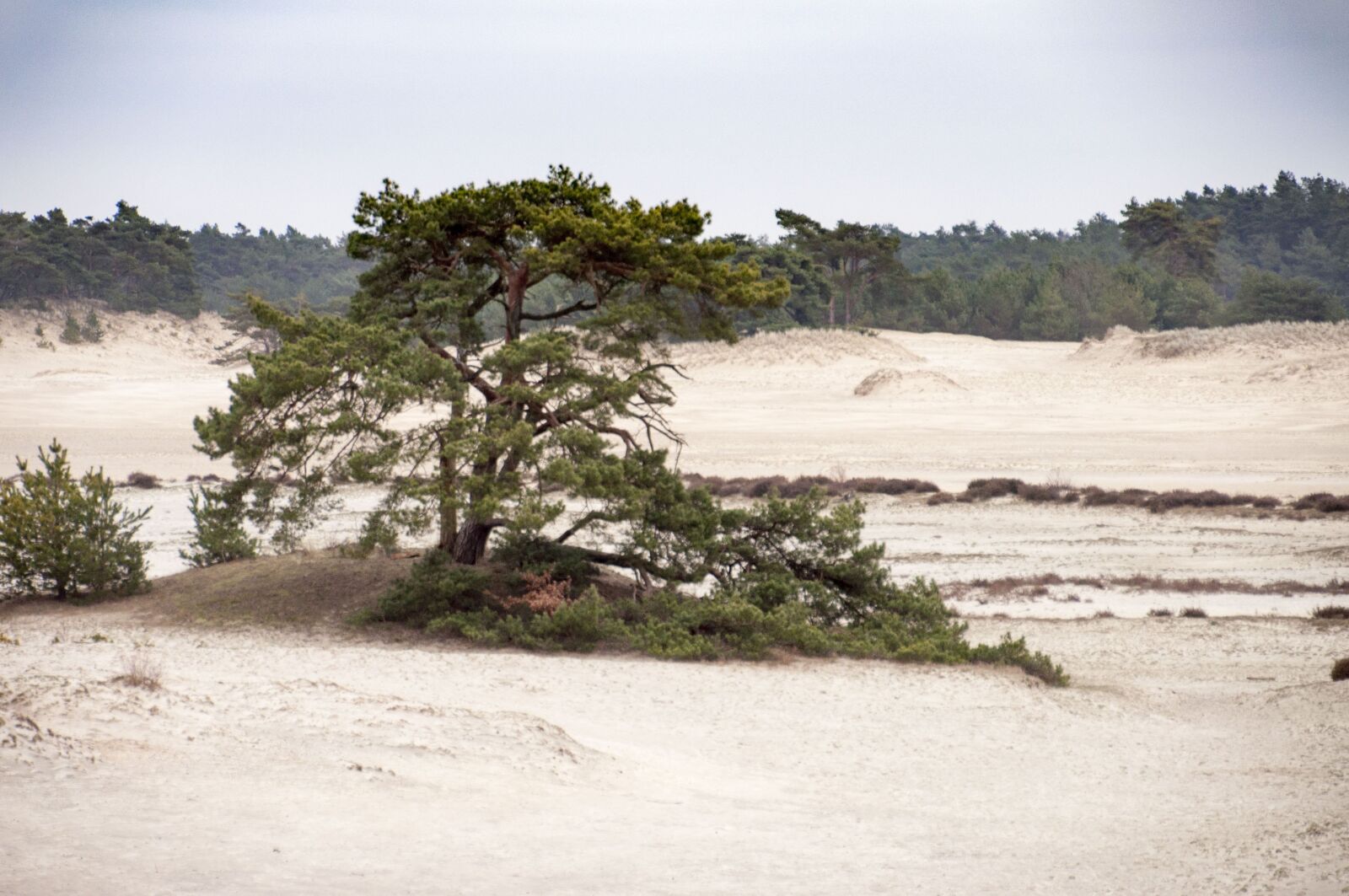 Nikon D5000 sample photo. Tree, veluwe, dunes photography