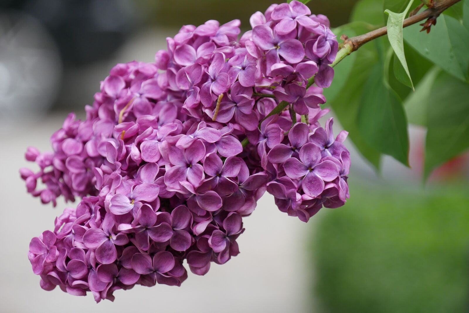 Panasonic DMC-G70 sample photo. Lilac, blossom, bloom photography