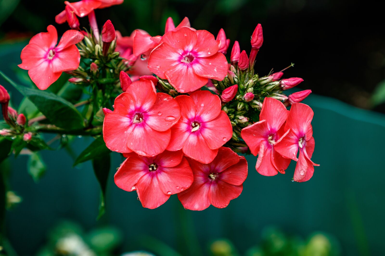 Canon EOS 80D + Canon EF 24-105mm F4L IS II USM sample photo. Phlox, flower, flower garden photography