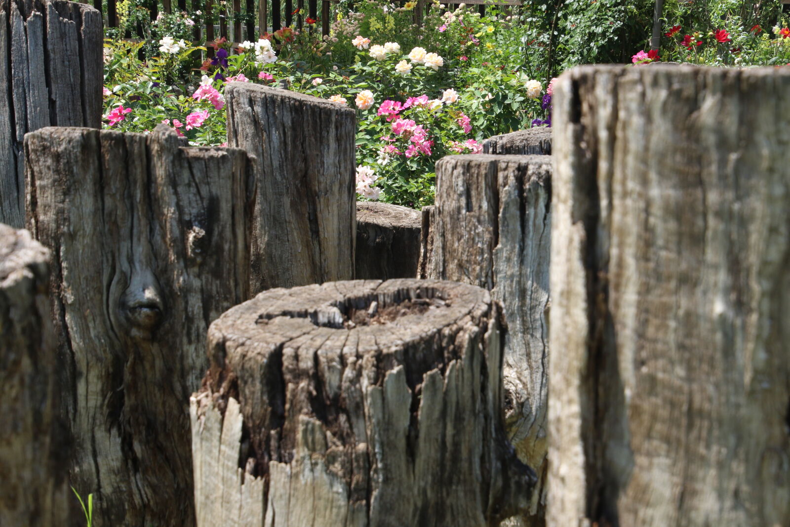 Canon EOS 7D Mark II sample photo. Art, flowers, forest, garden photography