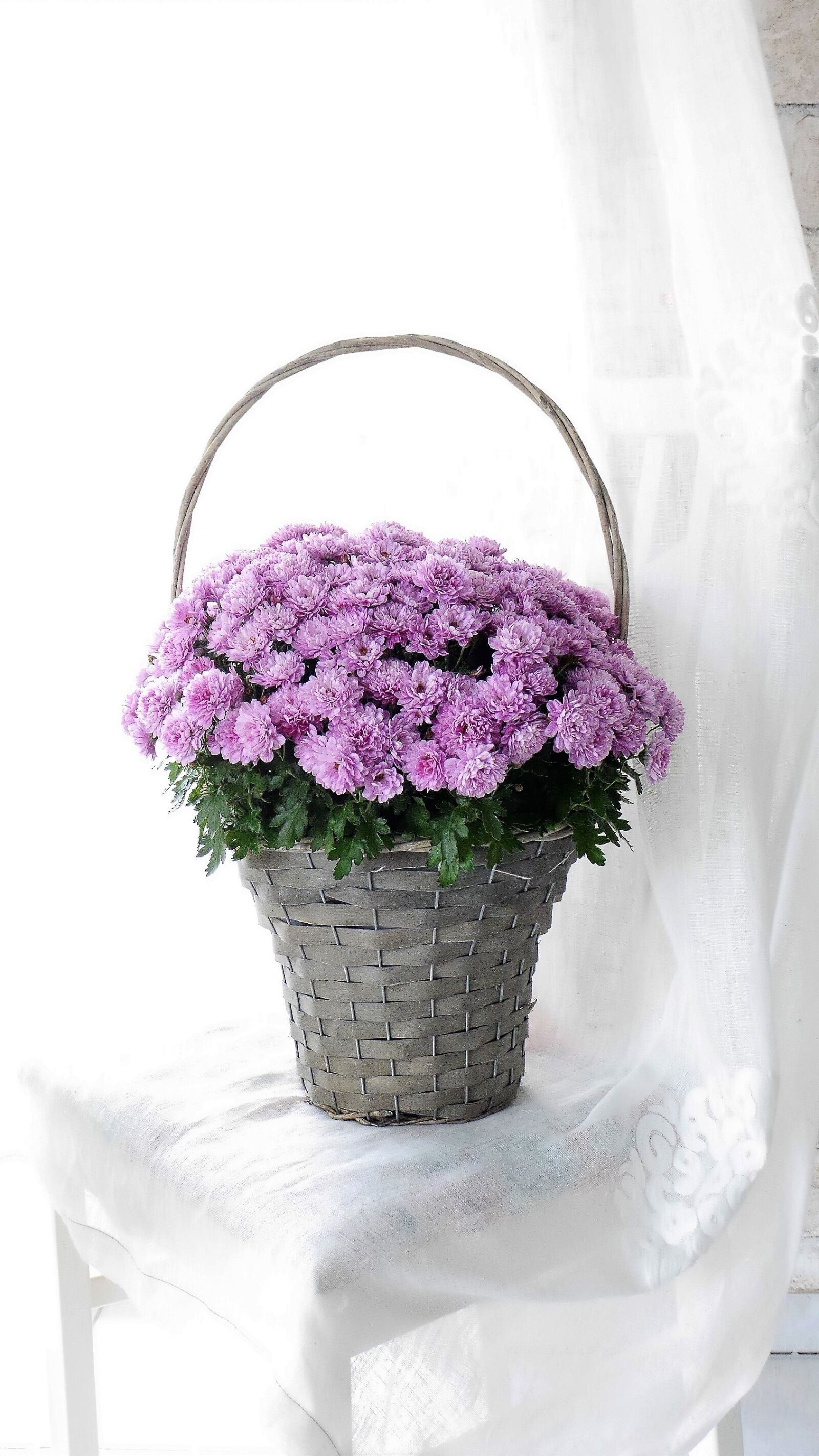 Panasonic Lumix DMC-GH3 sample photo. Flower basket, autumn flowers photography
