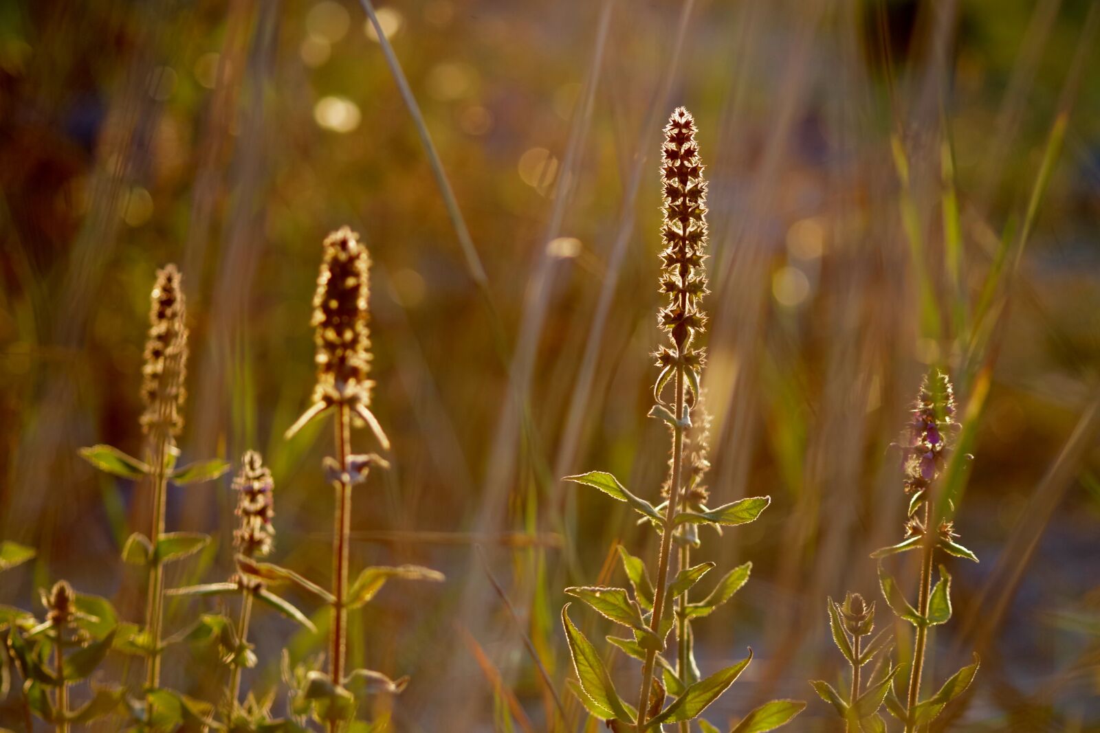Pentax K-30 sample photo. Grasses, plant, nature photography
