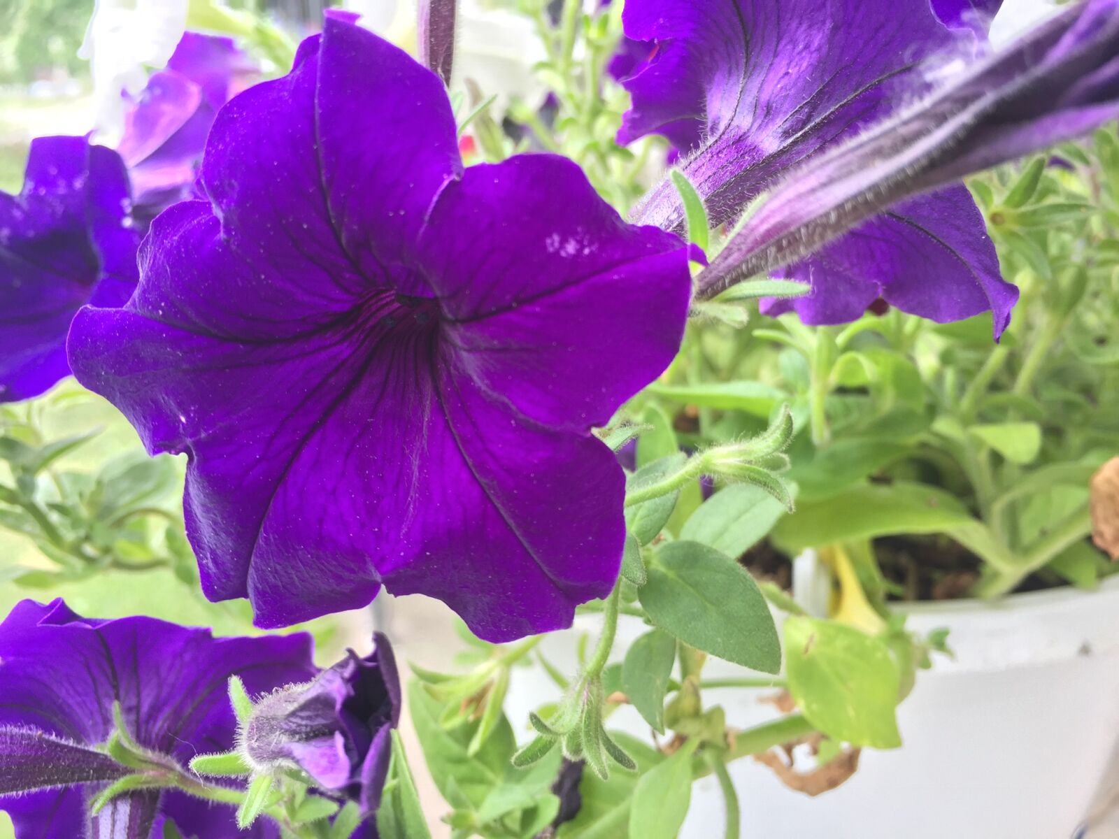 iPhone 6 back camera 4.15mm f/2.2 sample photo