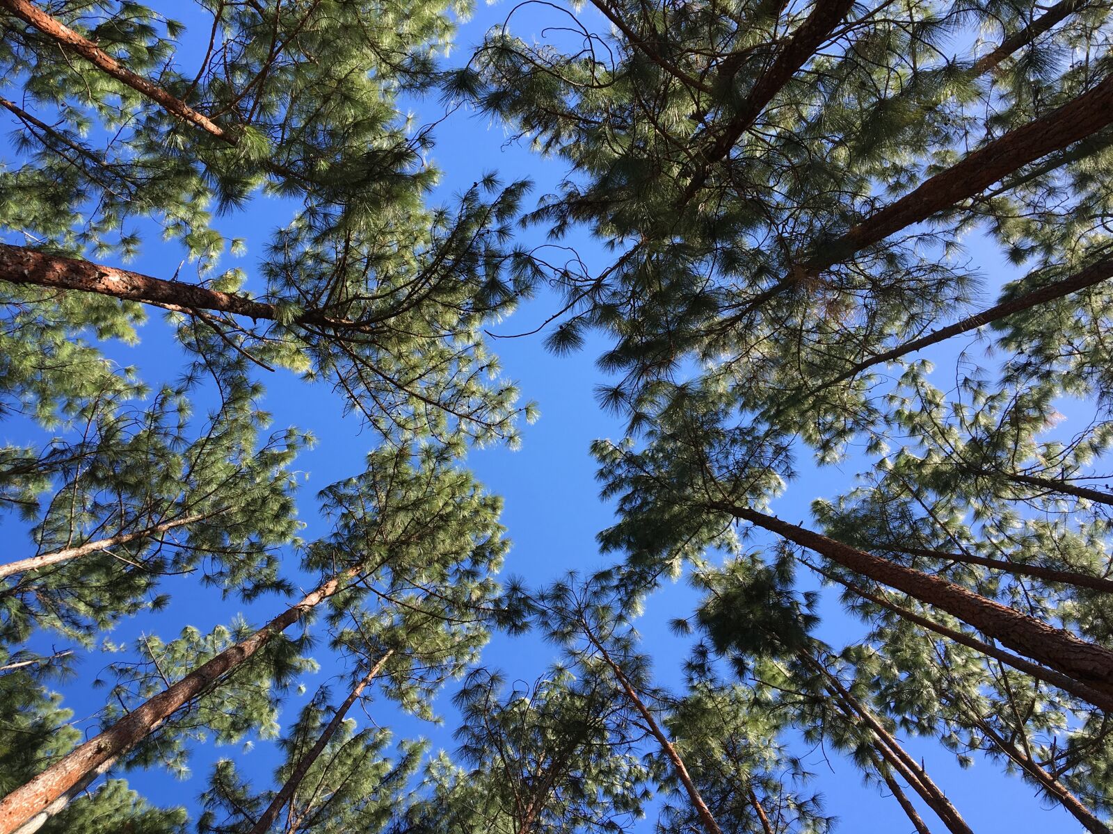 Apple iPhone 6s sample photo. Pine, the-stud, reserve-forest photography