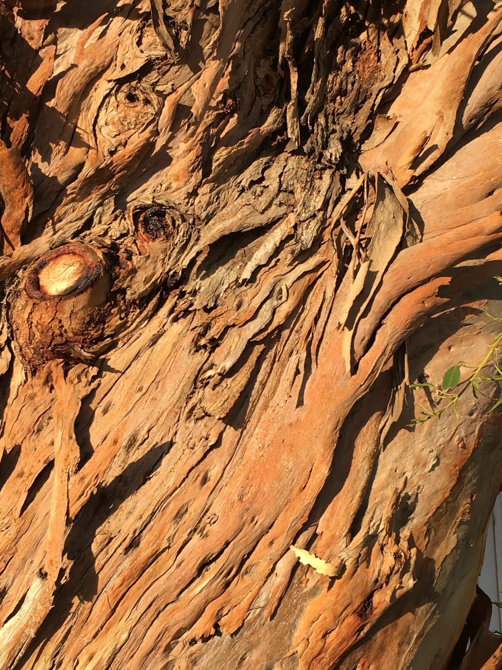 Apple iPhone 6s sample photo. Eucalyptus, eucalyptus trunk, tree photography