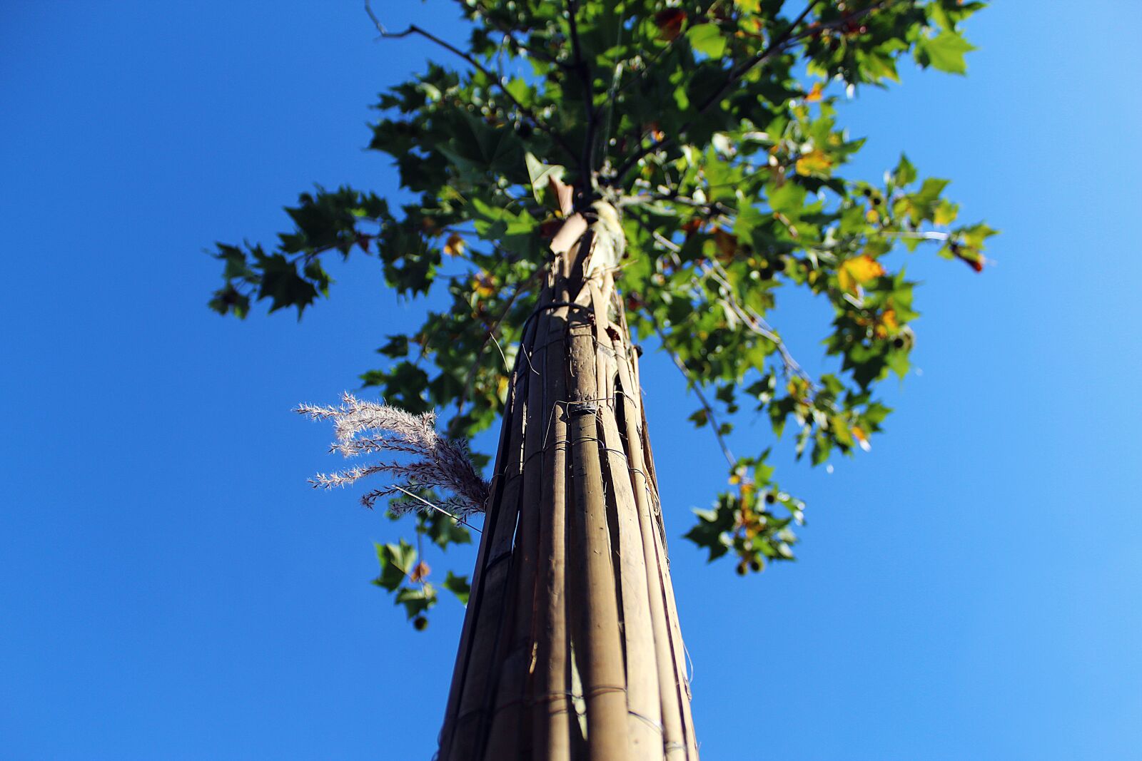 Canon EOS 1300D (EOS Rebel T6 / EOS Kiss X80) sample photo. Tree, sky, nature photography