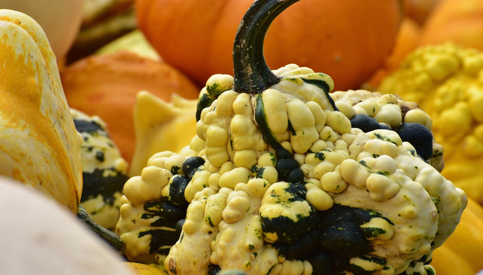 Nikon D7200 sample photo. Pumpkins, autumn, autumn decoration photography