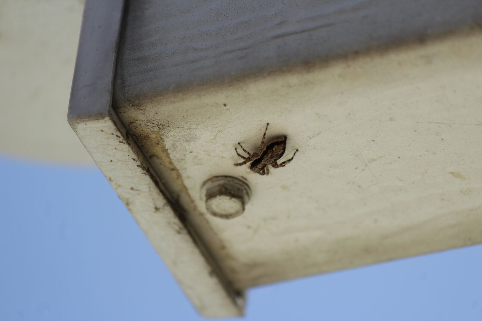 Canon EOS 1300D (EOS Rebel T6 / EOS Kiss X80) + Canon EF-S 55-250mm F4-5.6 IS II sample photo. Spider, web, insect photography