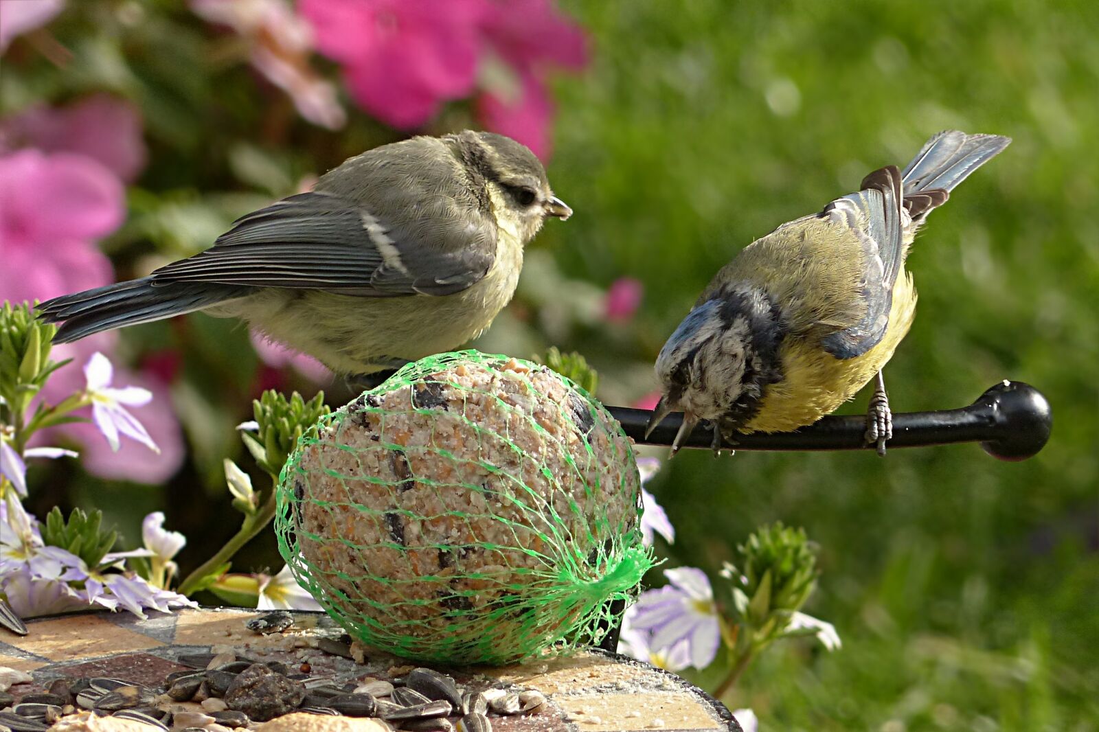 Panasonic Lumix DMC-FZ200 sample photo. Blue tit, cyanistes caeruleus photography