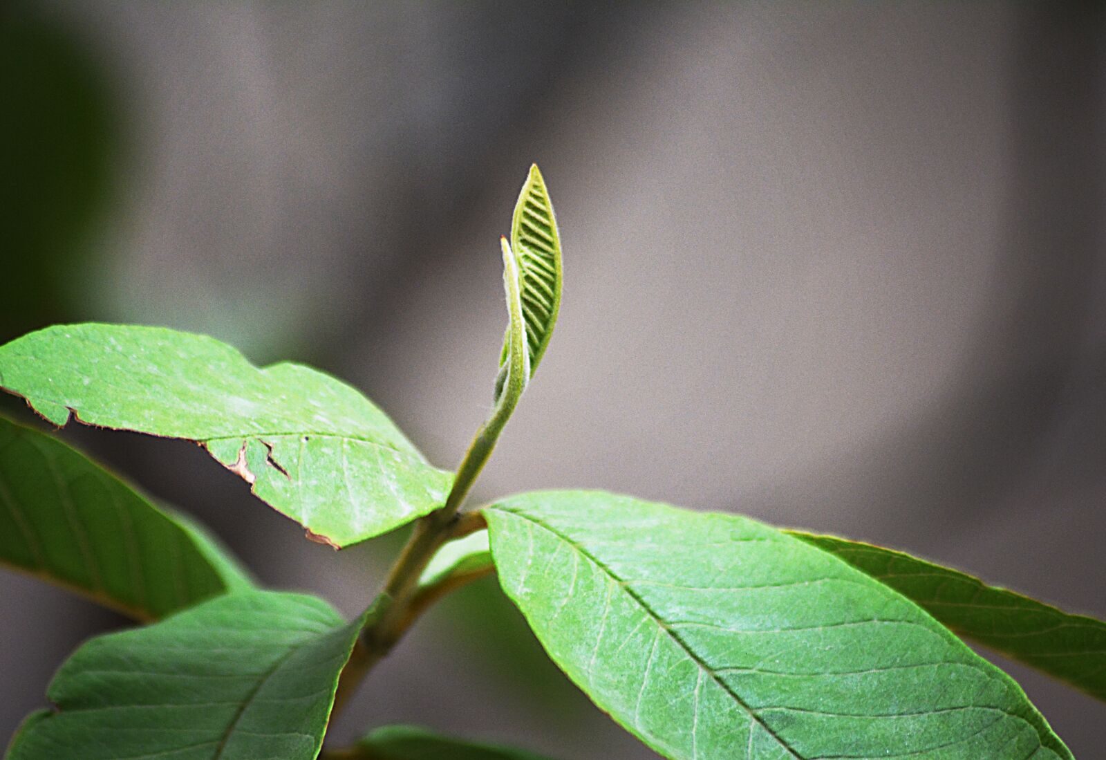 Nikon D5200 sample photo. Leaves, bud, green photography