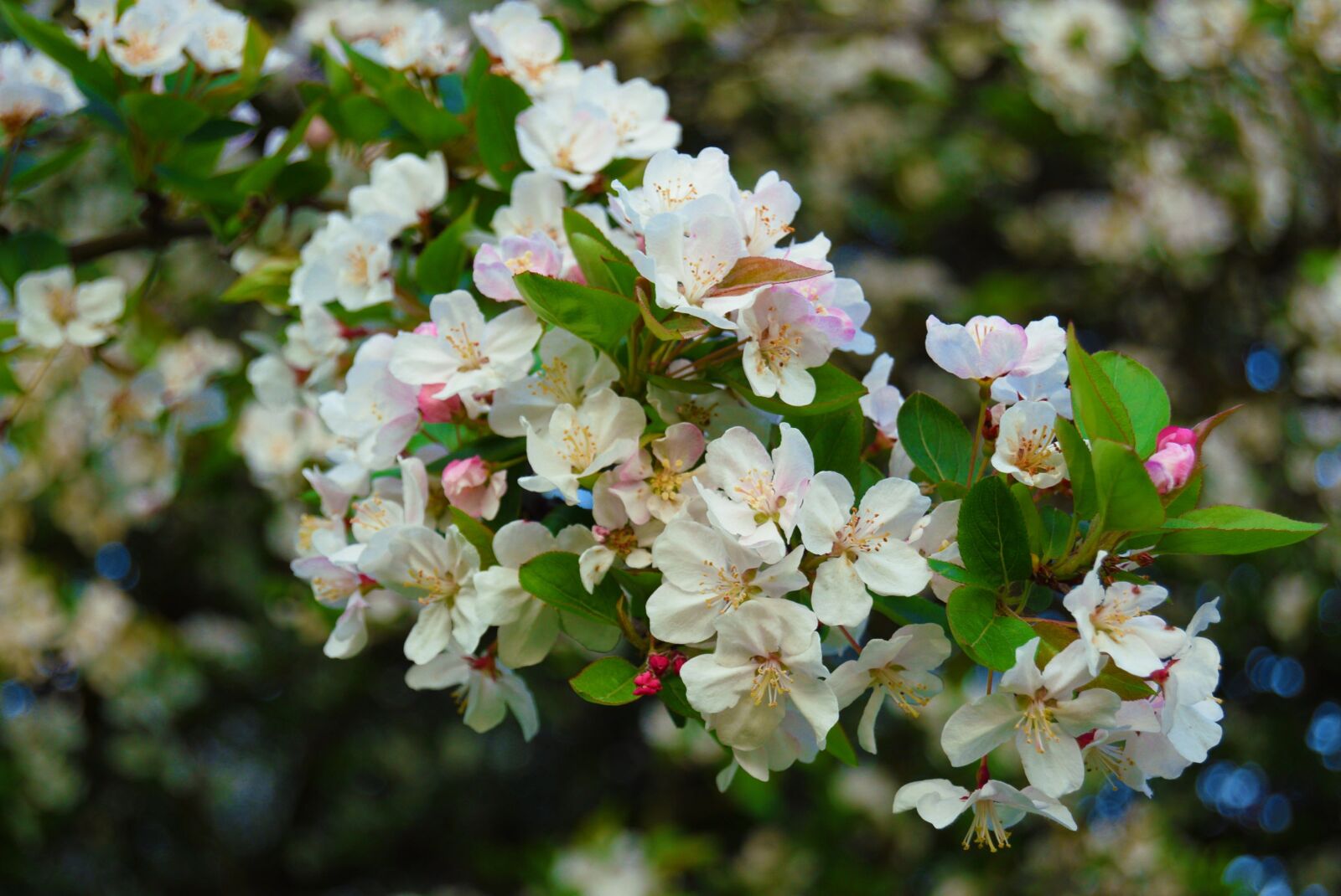 Nikon D3300 sample photo. Flowers, white, apple blossom photography