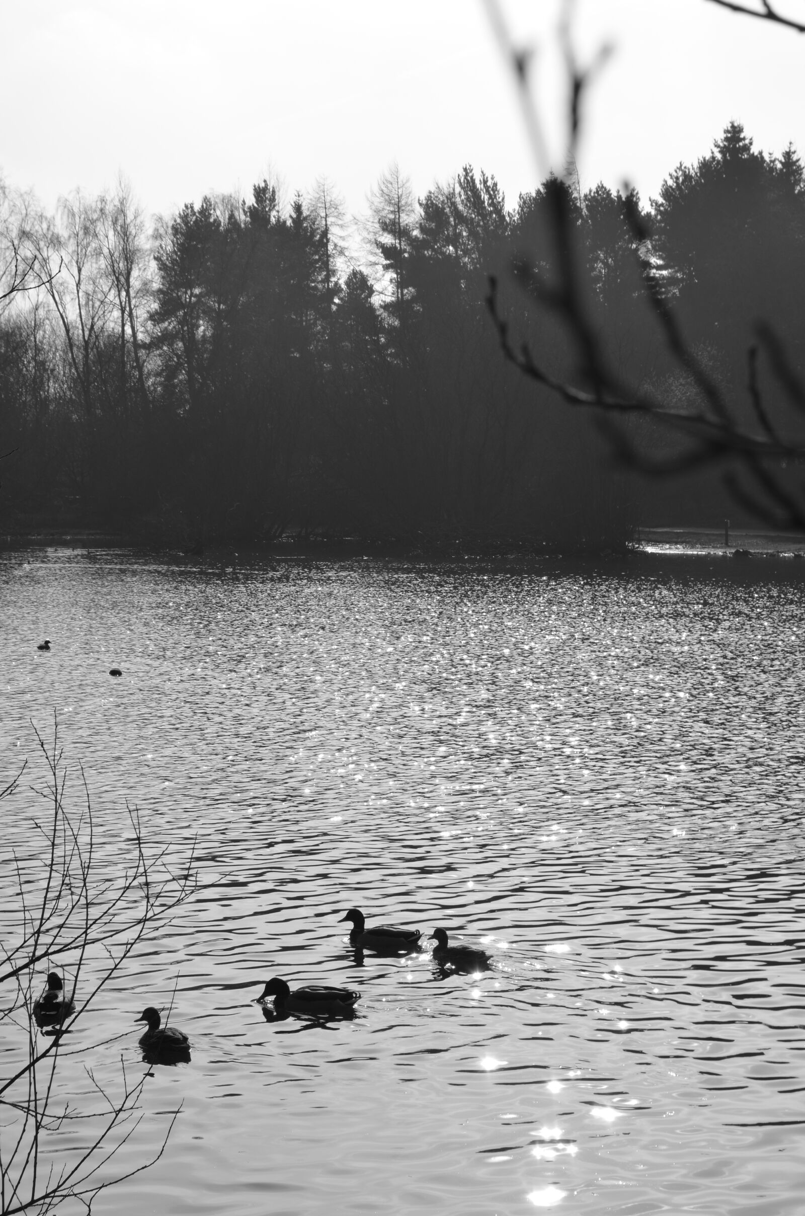 Nikon D5100 sample photo. Black, and, white, ducks photography
