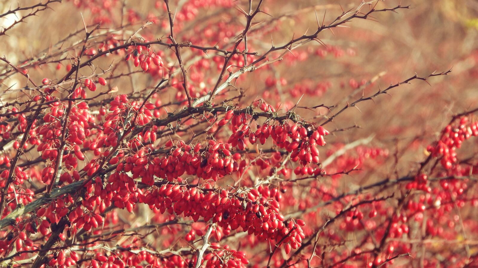 Nikon Coolpix P610 sample photo. Barberry, the fruits of photography