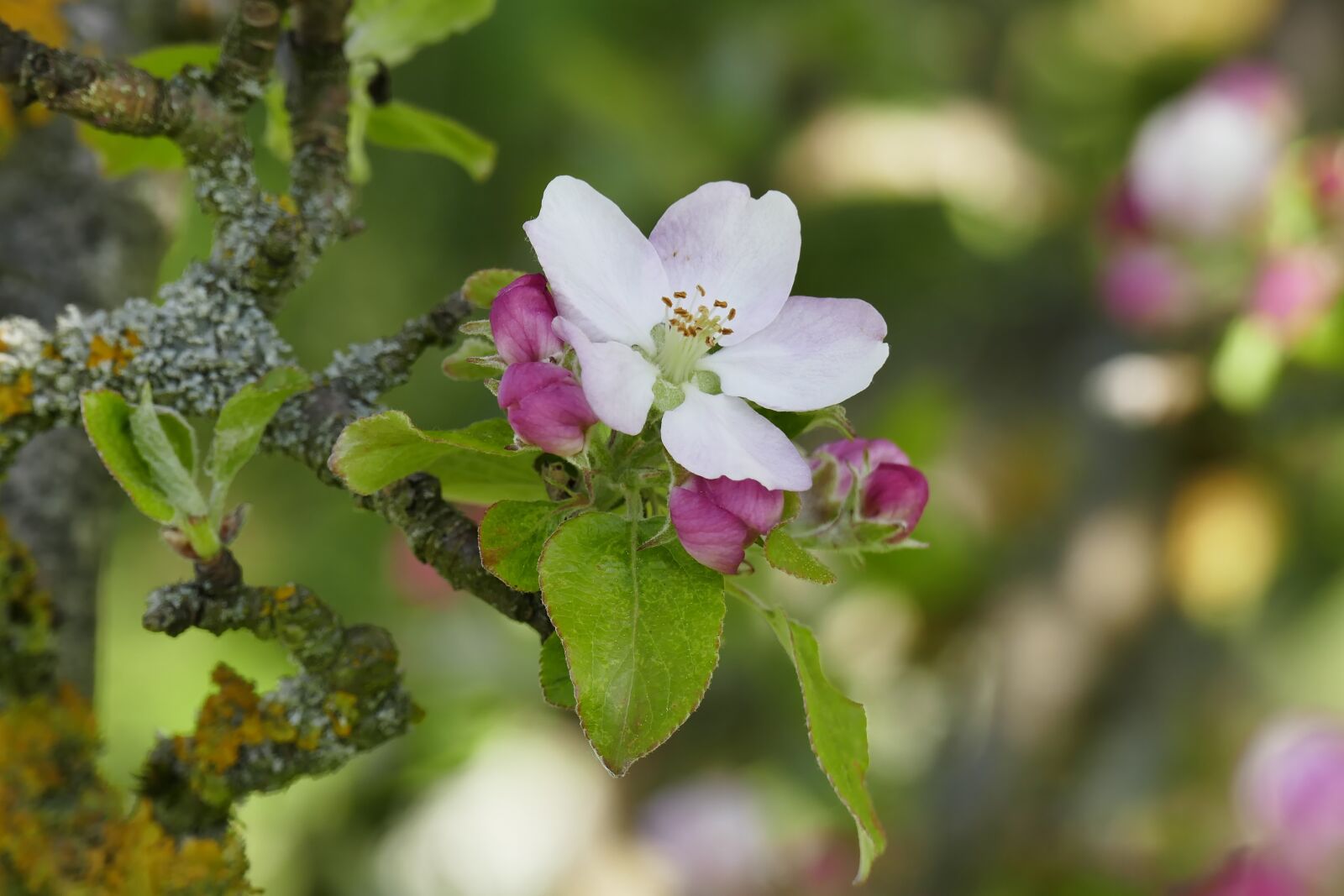 Panasonic Lumix DMC-FZ1000 sample photo. Apple blossom, old branches photography