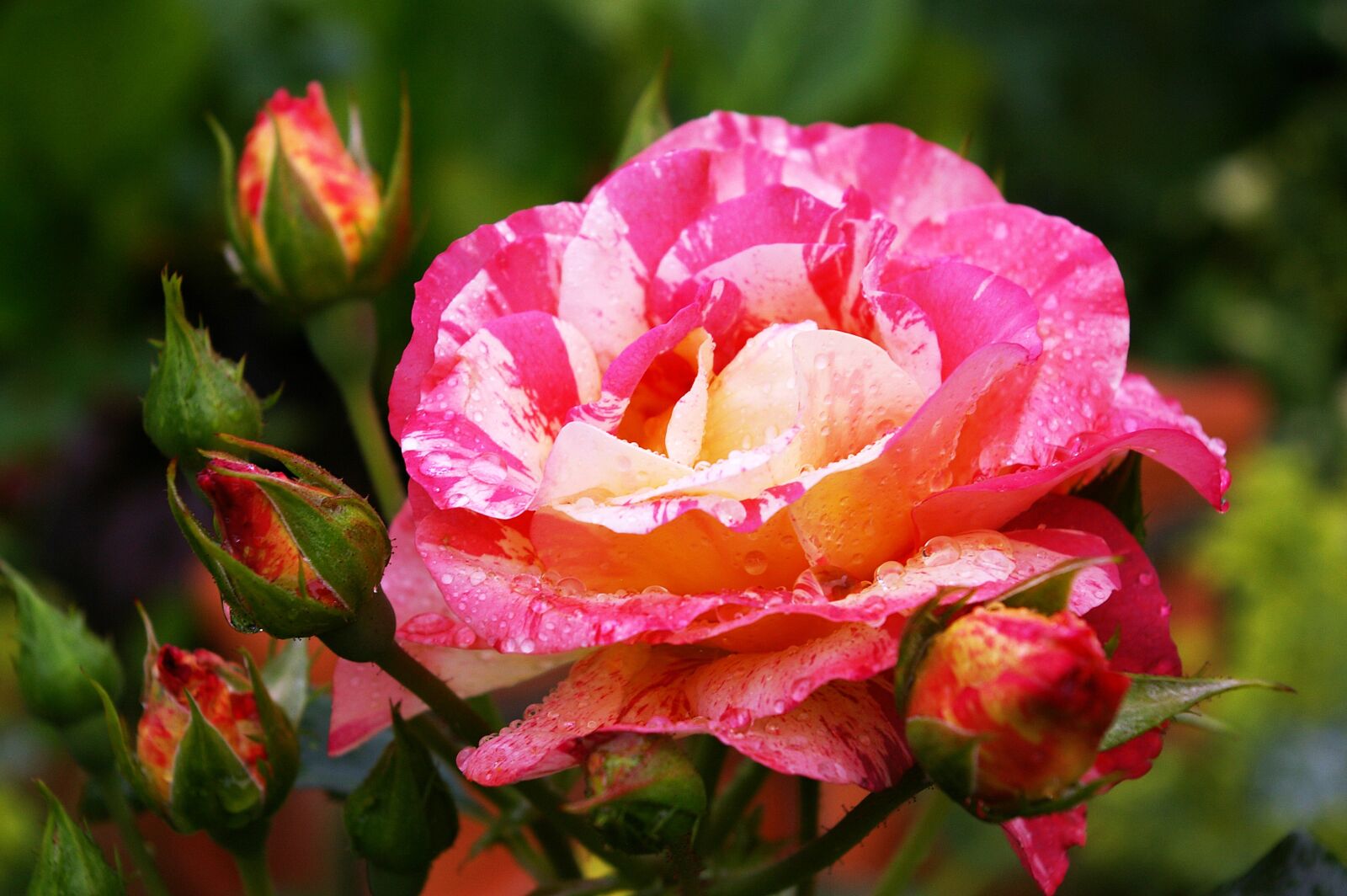 Pentax *ist DL2 sample photo. Painter rose, bicolor rose photography