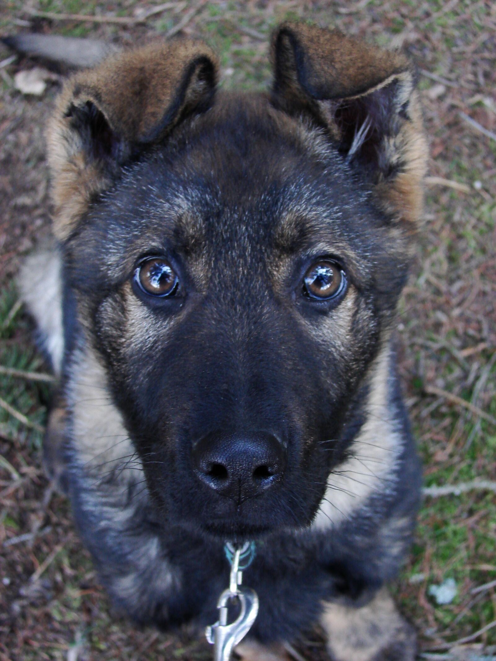 Sony DSC-H2 sample photo. Dog, german shepherd, puppy photography