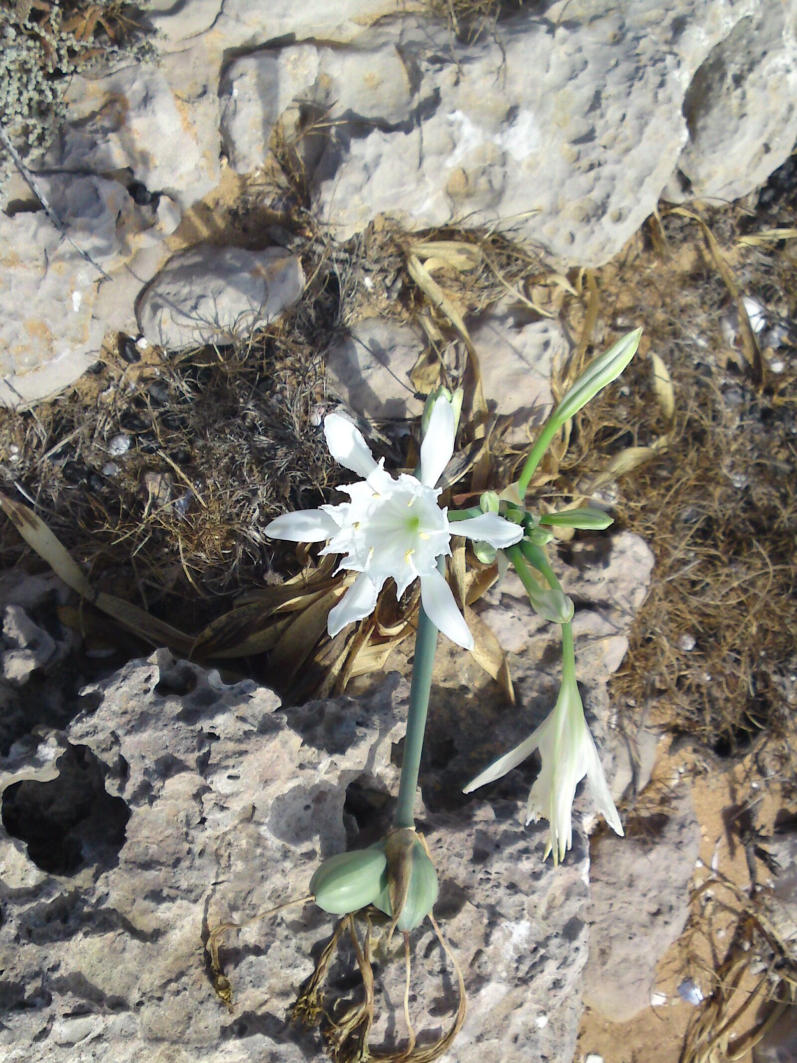 Sony Ericsson C905 sample photo. Flower, blossom, bloom photography