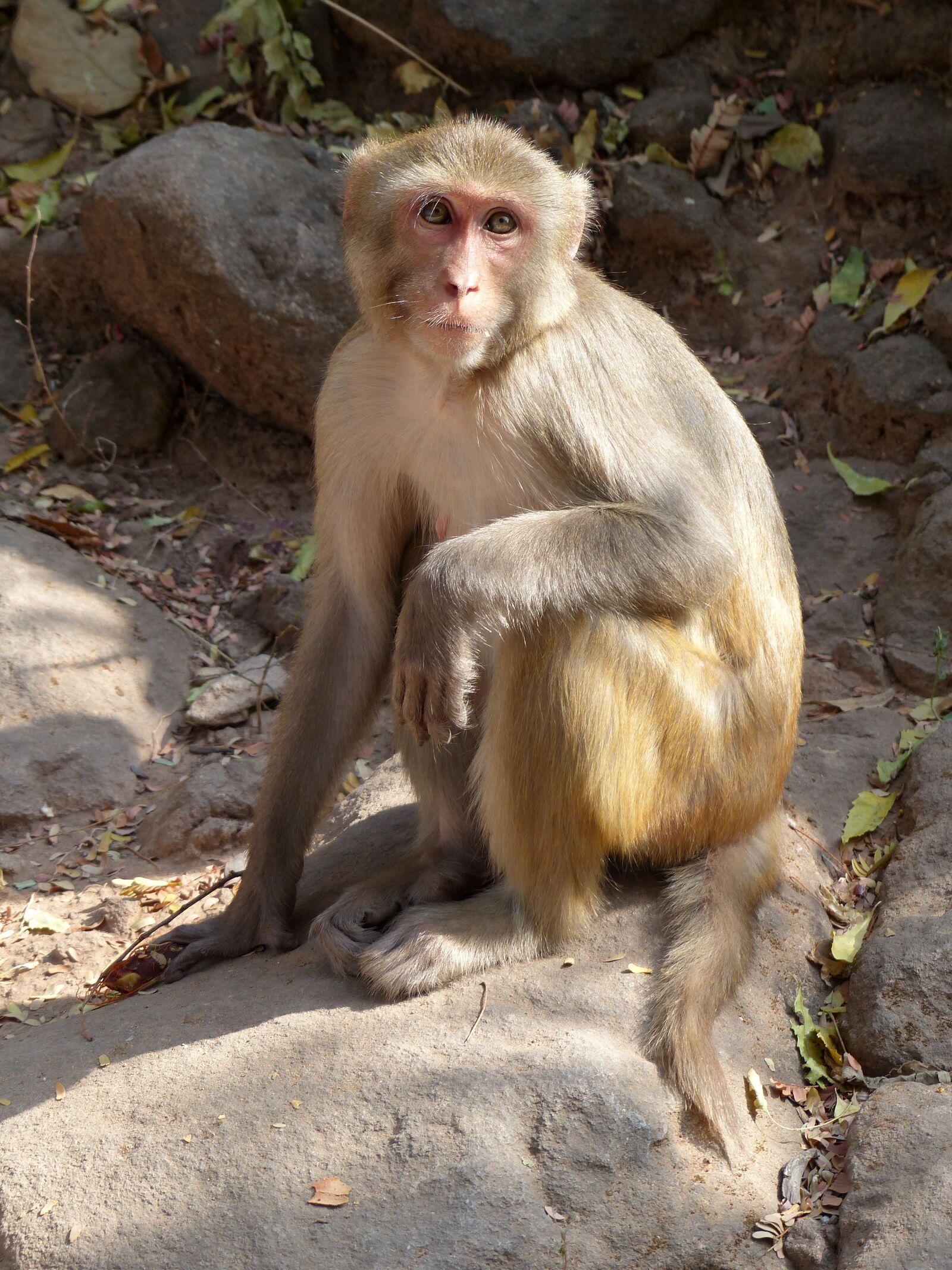 Panasonic Lumix DMC-FZ200 sample photo. Monkey, primate, wildlife photography