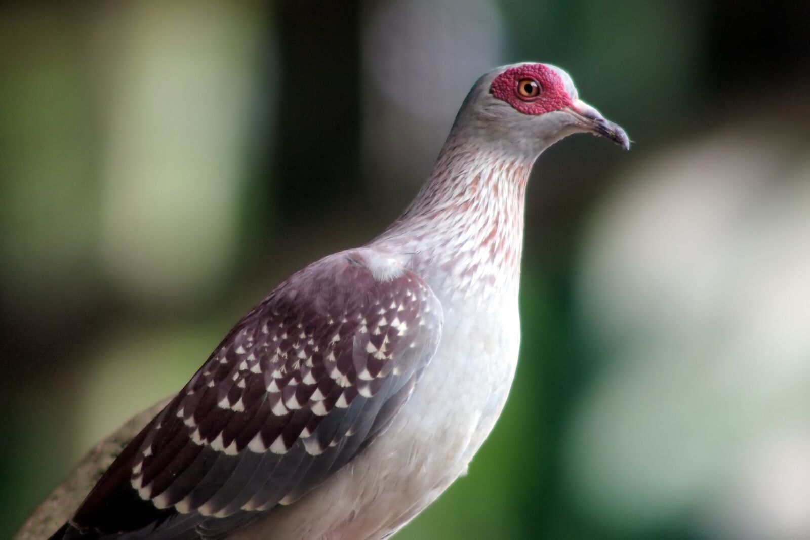 Tokina SD 400mm f/5.6 sample photo. Rock pigeon, perch, wild photography