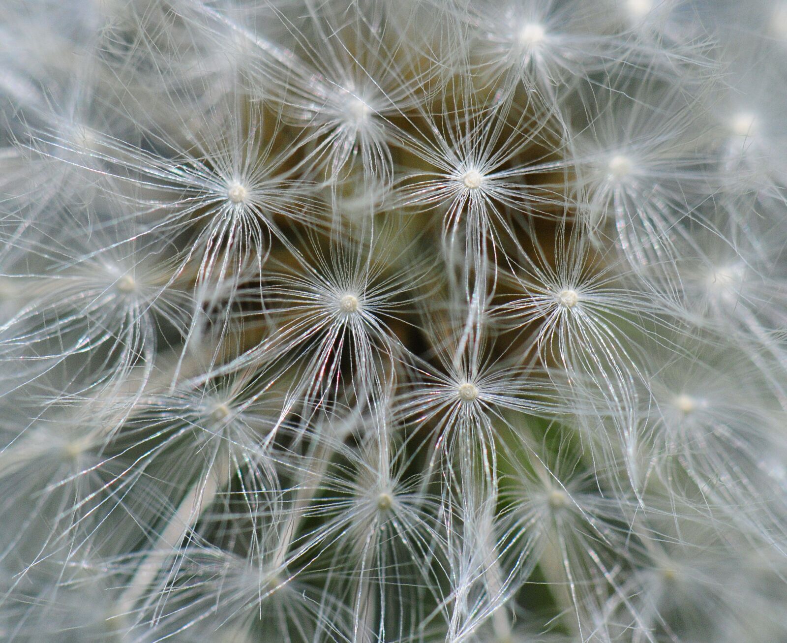 Nikon D300 sample photo. Dandelion, close up, macro photography