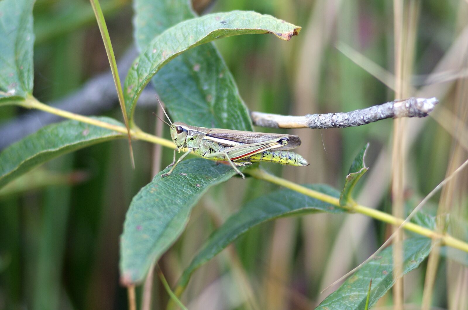 Sony Alpha DSLR-A300 sample photo. The breastplate of peatlands photography