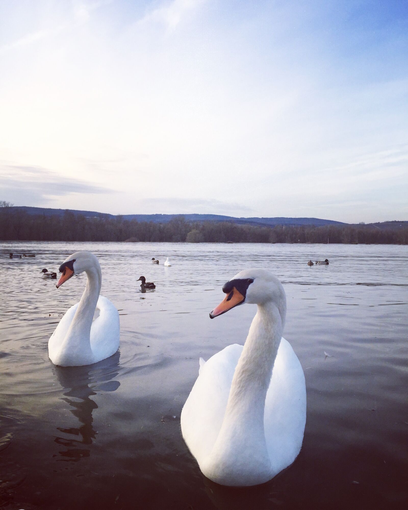 iPhone 6 Plus back camera 4.15mm f/2.2 sample photo. Swan, river, new photography