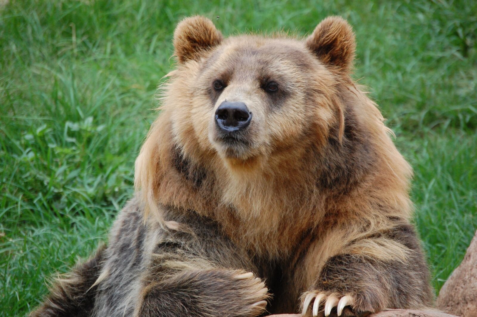 Nikon D40 sample photo. Bear, zoo, fur photography