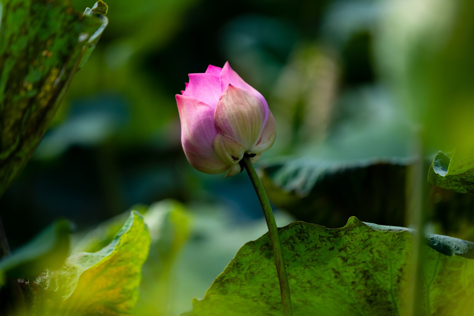 Canon EOS 5D Mark IV sample photo. Lotus flowers, lotus, beautiful photography
