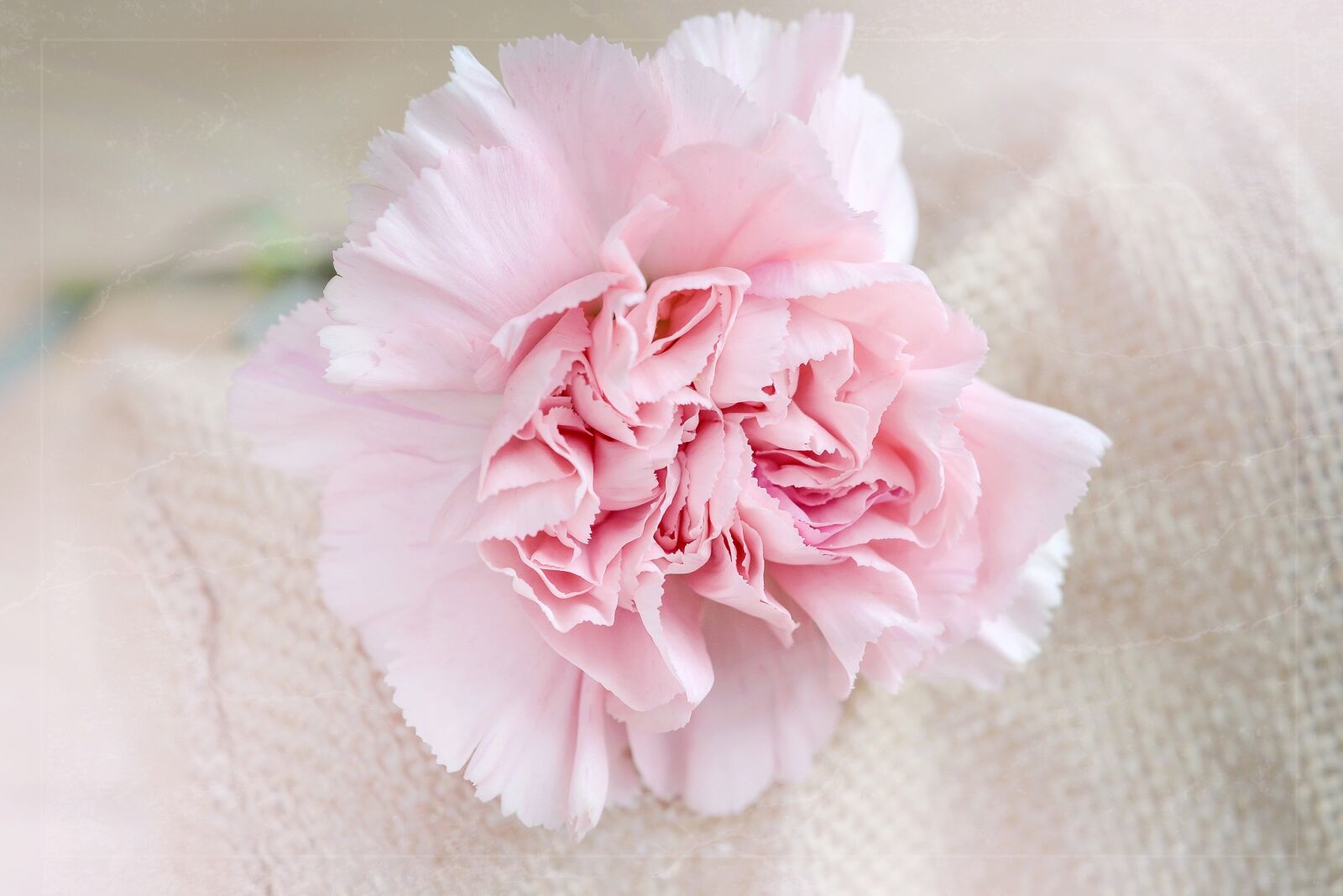 Nikon D7100 sample photo. Flower, carnation, pink photography