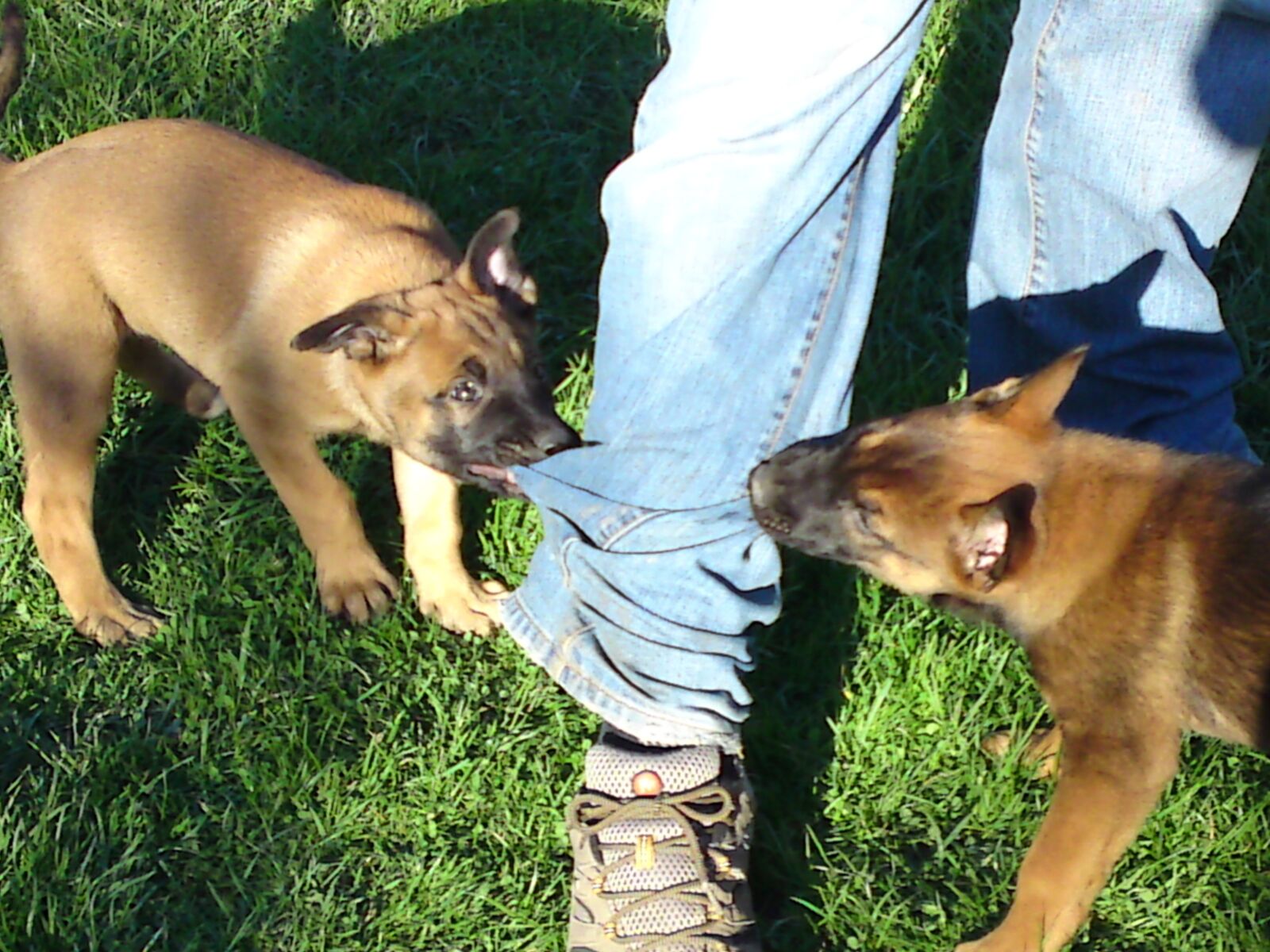 Sony Ericsson C905 sample photo. Malinois, puppies, joy photography