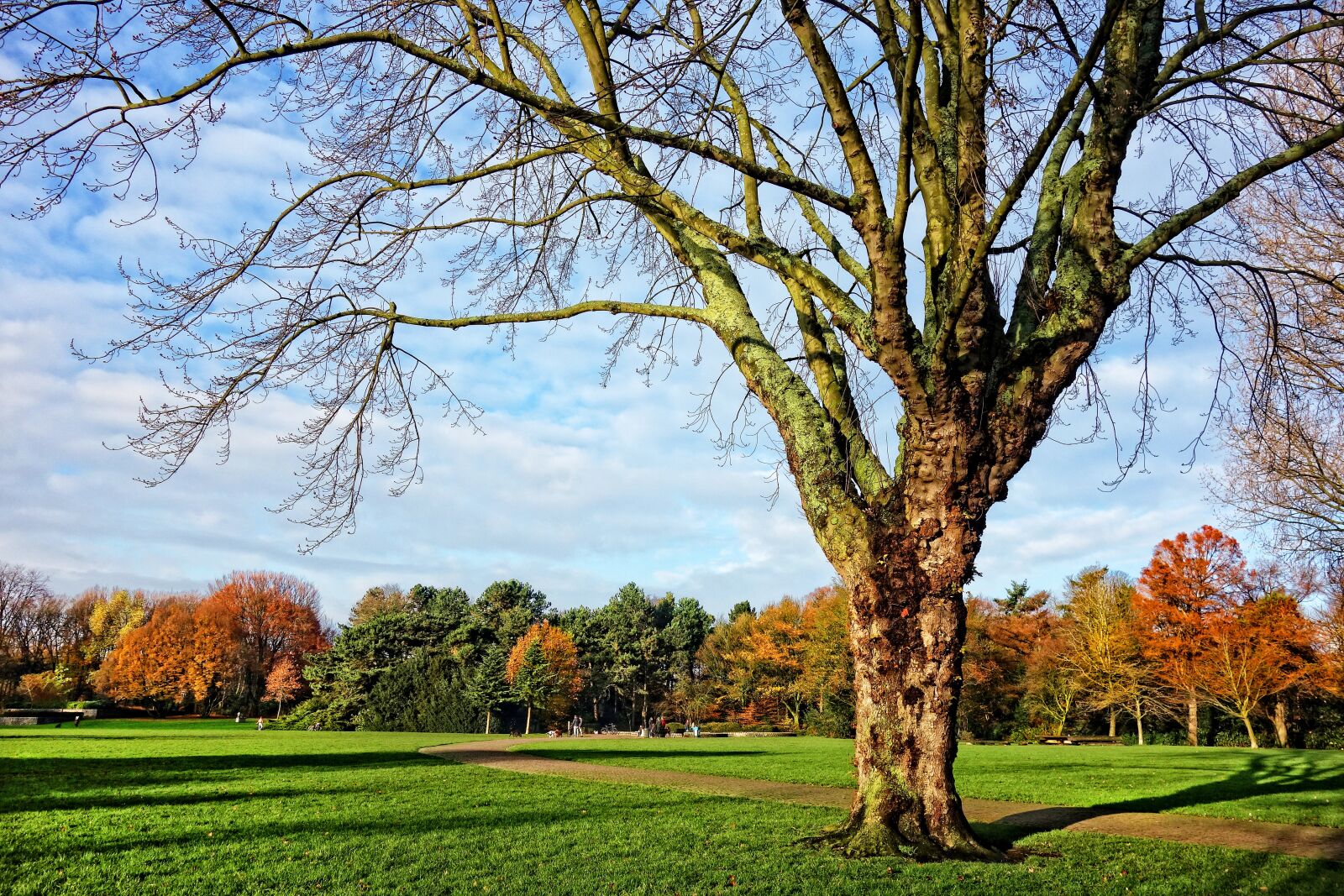 Sony Cyber-shot DSC-RX100 sample photo. Tree, bare branches, autumn photography