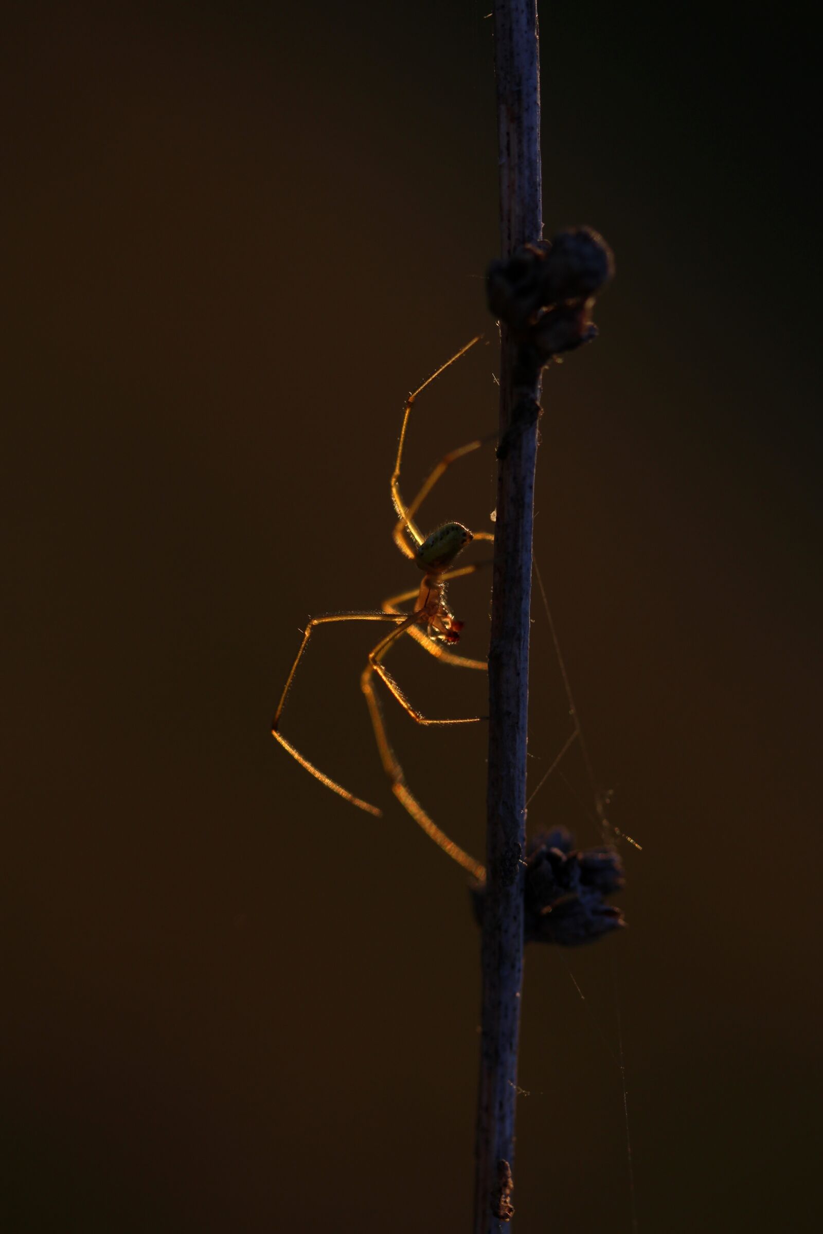 Canon EF-S 60mm F2.8 Macro USM sample photo. Spider, casey, light photography