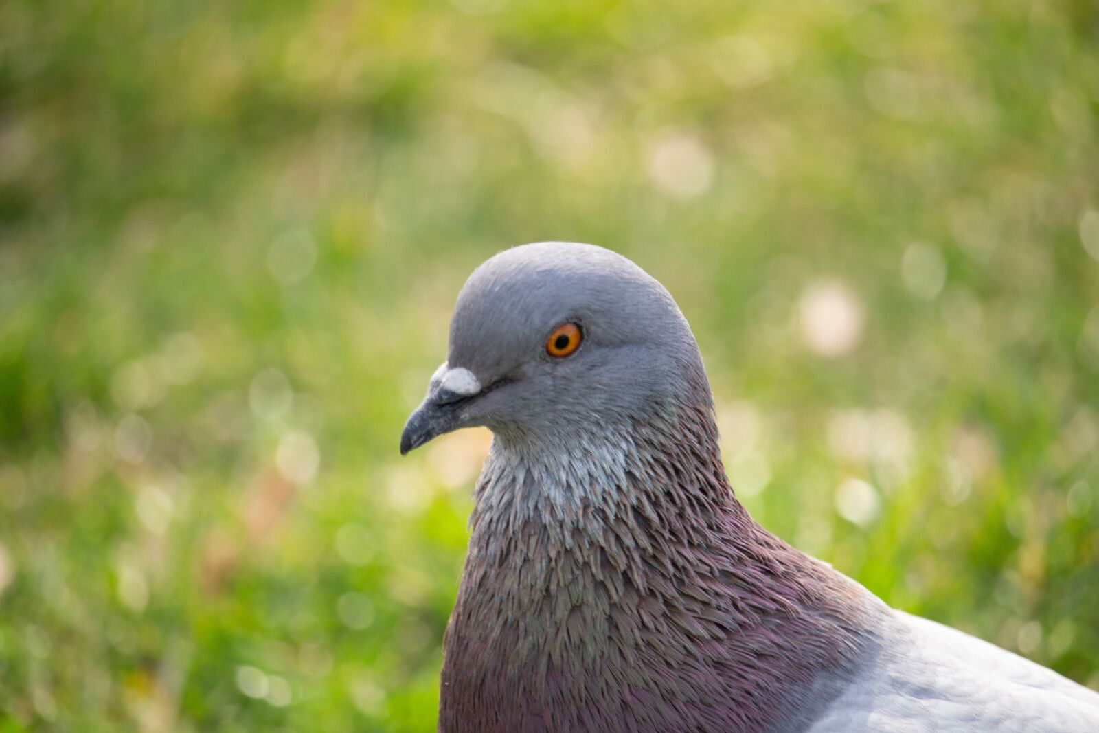 Canon EOS 100D (EOS Rebel SL1 / EOS Kiss X7) sample photo. Dove, pigeon, bird photography