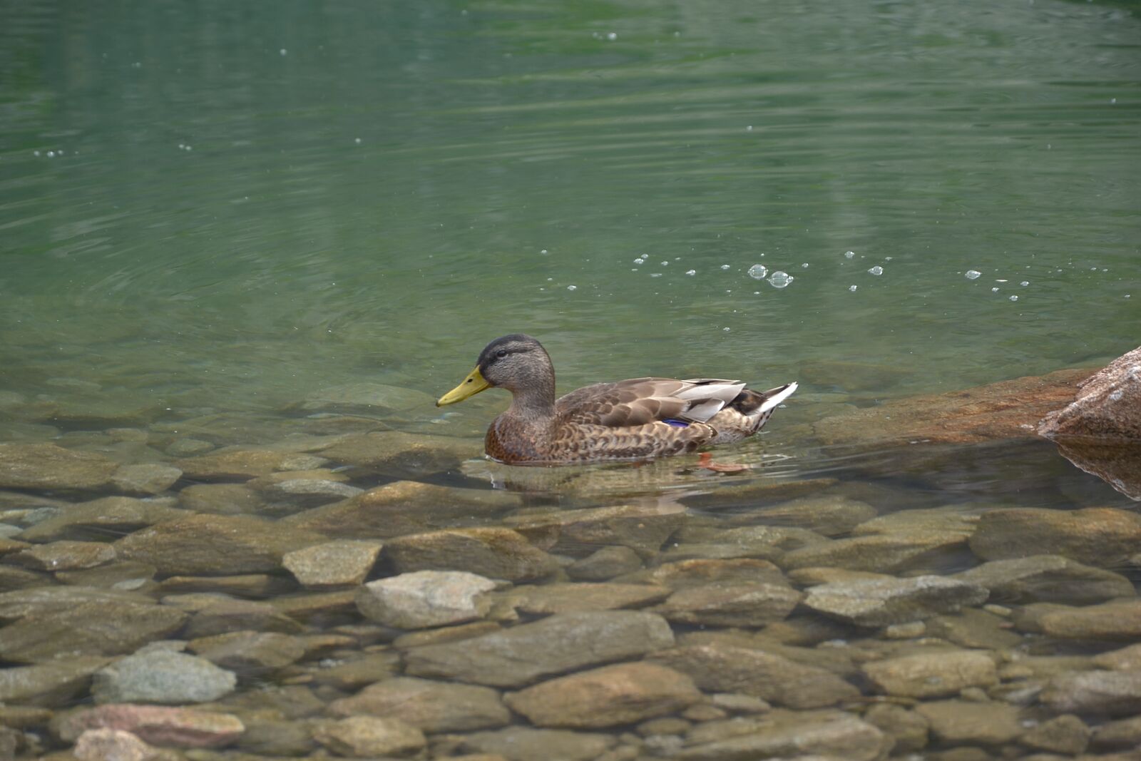 Nikon D3100 sample photo. Buried, mountains, hala g photography